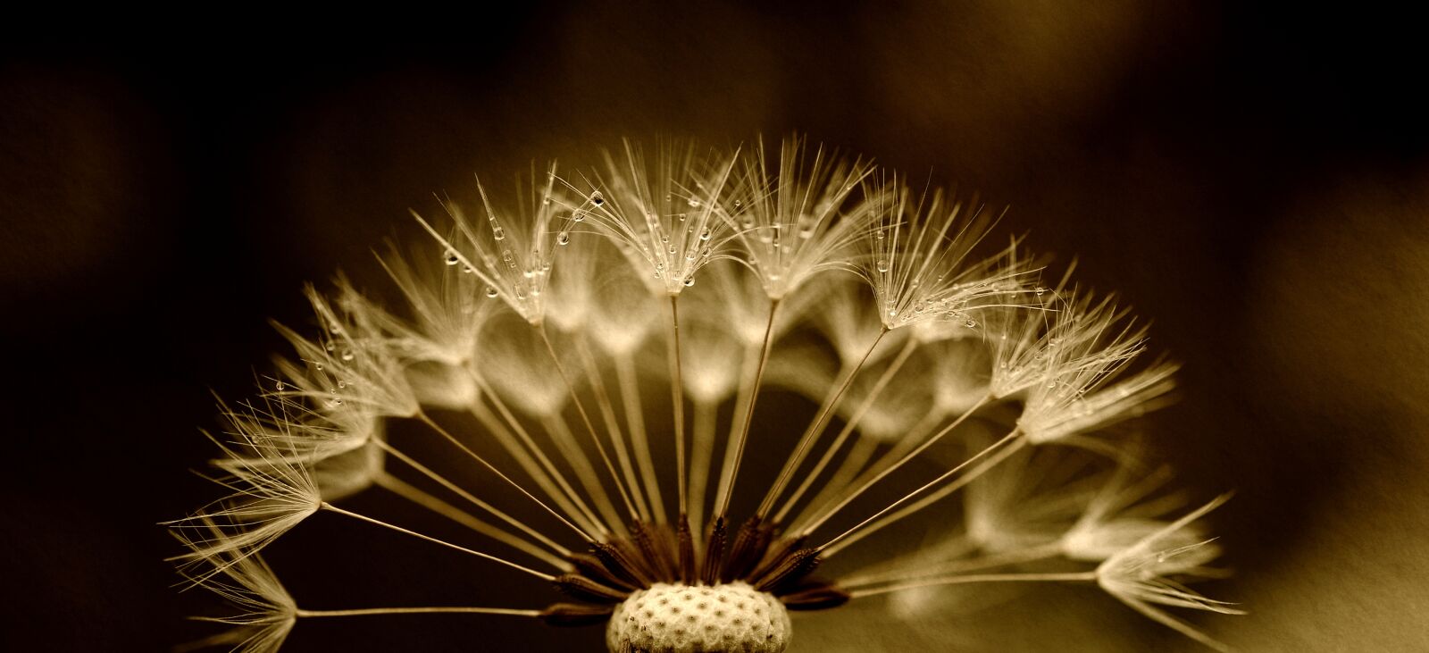 Nikon D90 sample photo. Dandelion, seeds, drip photography