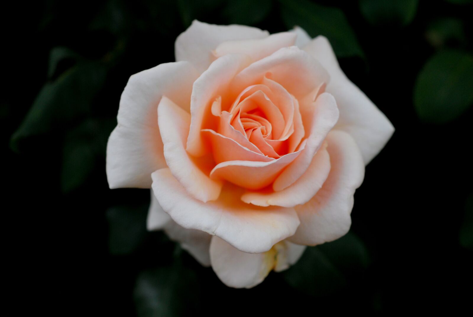 Nikon D200 sample photo. Garden, flower, rose photography