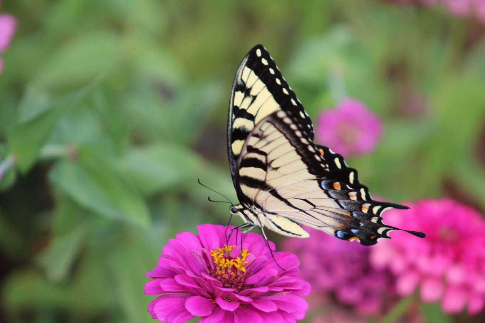 Canon EF 75-300mm f/4-5.6 sample photo