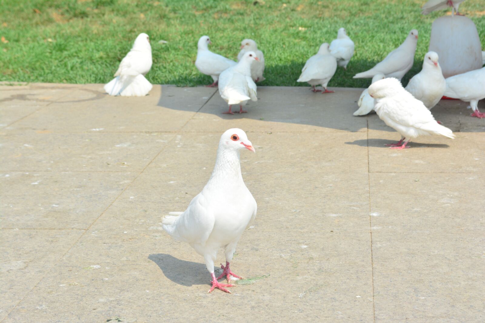 Nikon D5200 sample photo. Bird, nature, animal photography