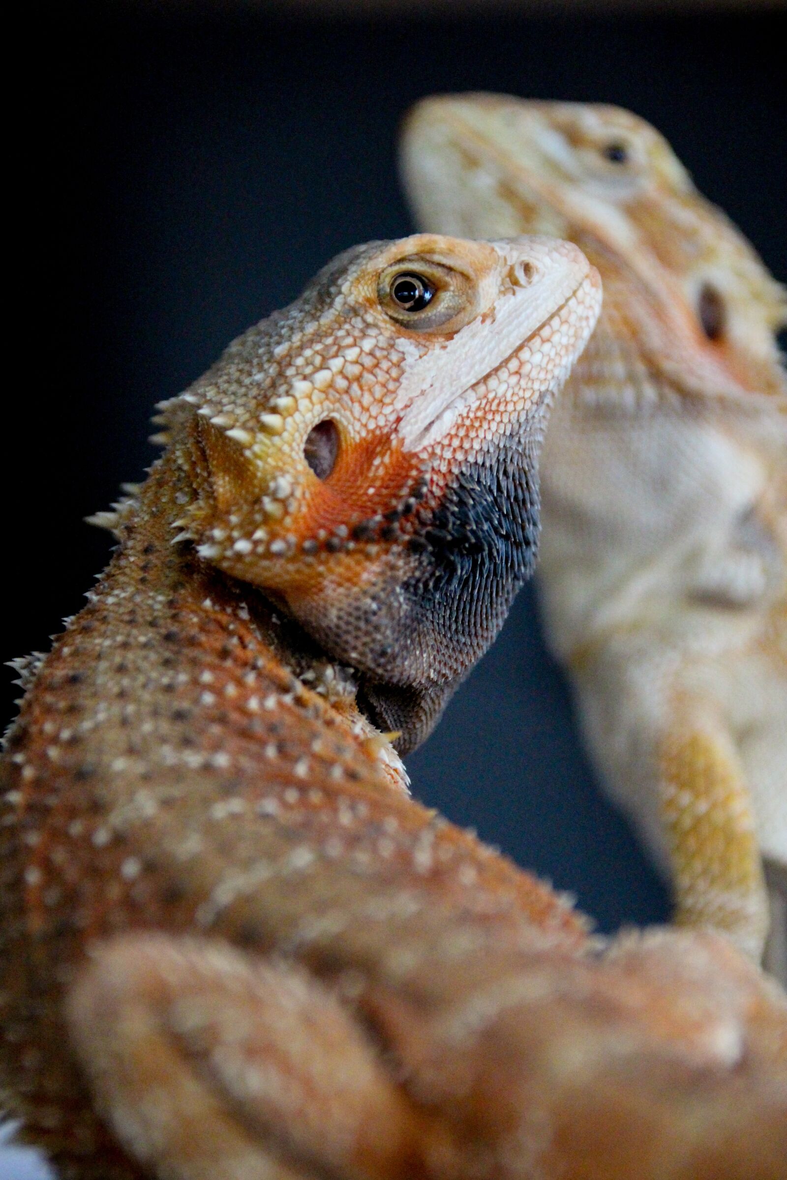 Canon EOS 100D (EOS Rebel SL1 / EOS Kiss X7) sample photo. Bearded dragon, reptile, male photography