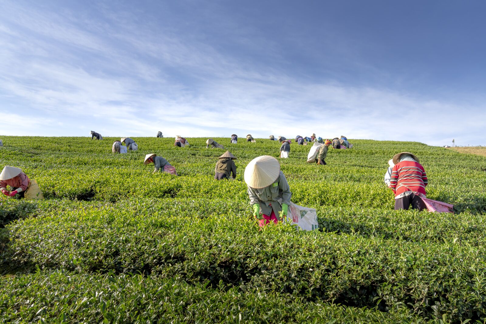 Sony FE 24-70mm F2.8 GM sample photo. Tea, the farm, vietnam photography