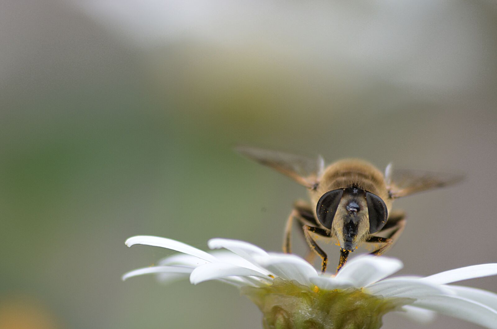 Nikon D5100 sample photo. Bee, insect, pollen photography