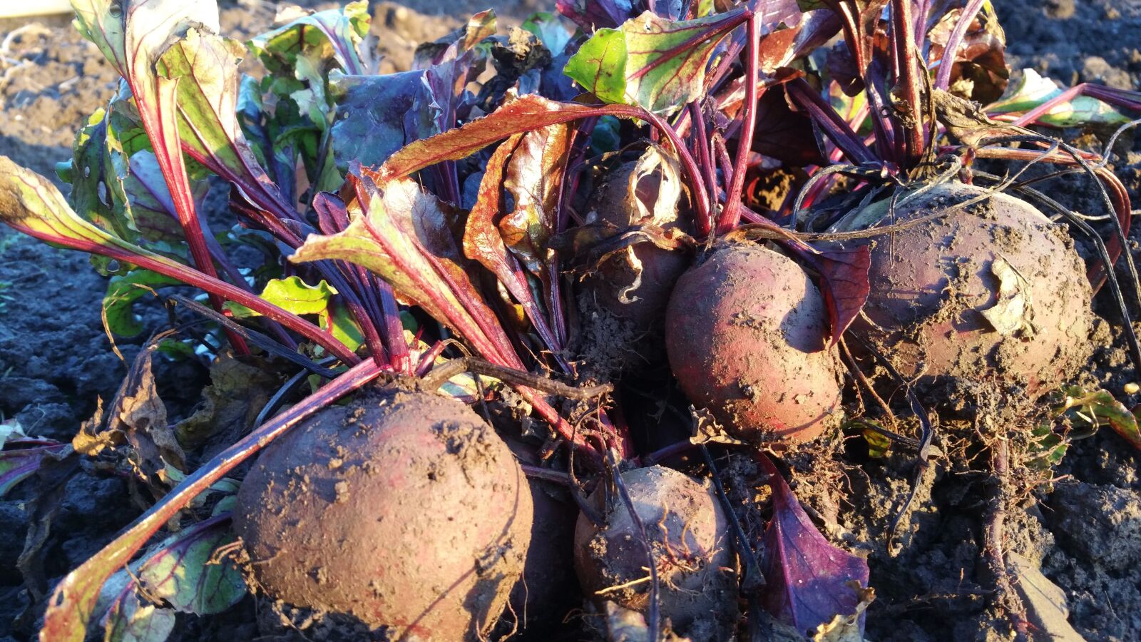 Samsung Galaxy Note4 sample photo. Beetroot, allotment, growing photography