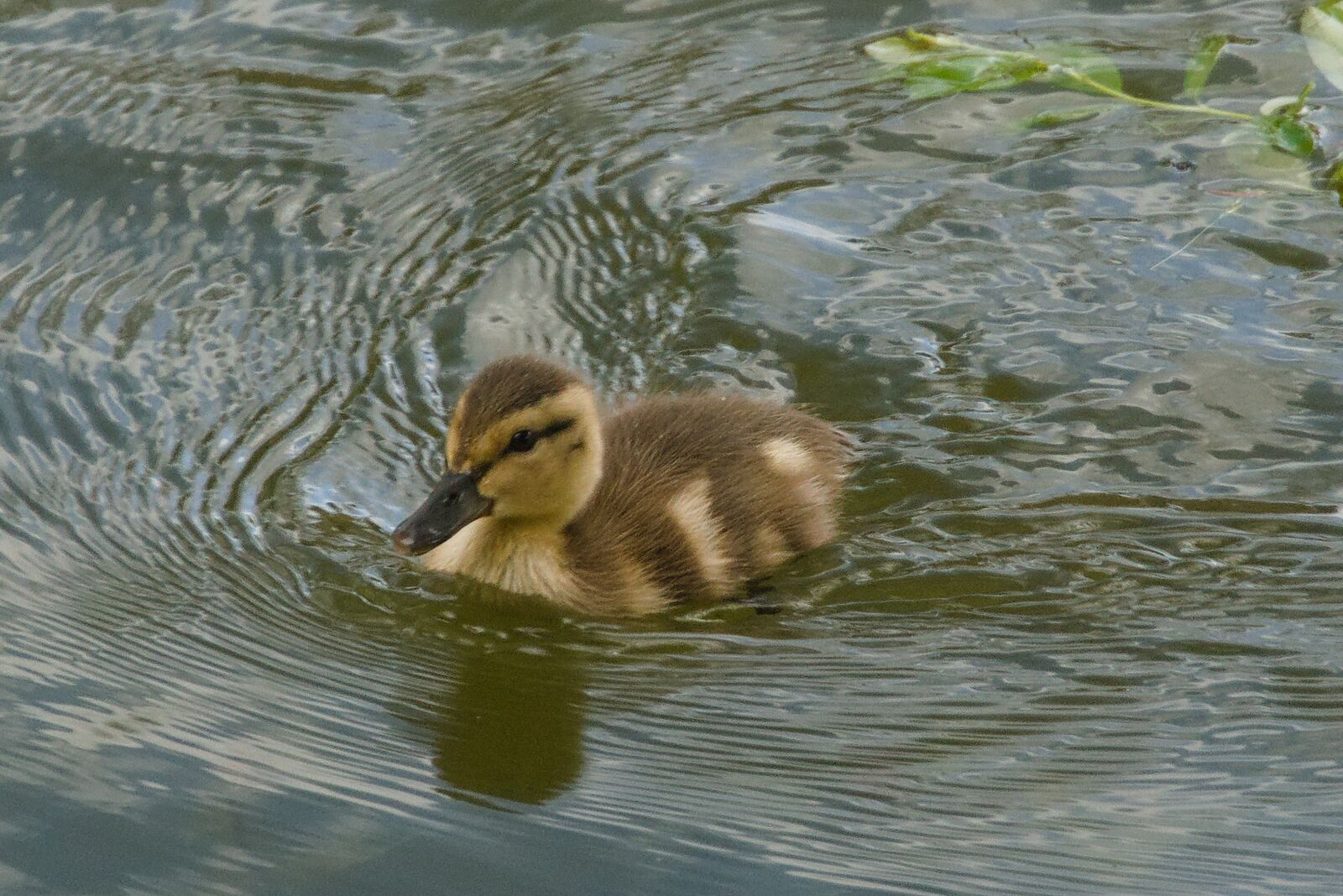 Sony a6400 sample photo. Duck, duckling, nature photography