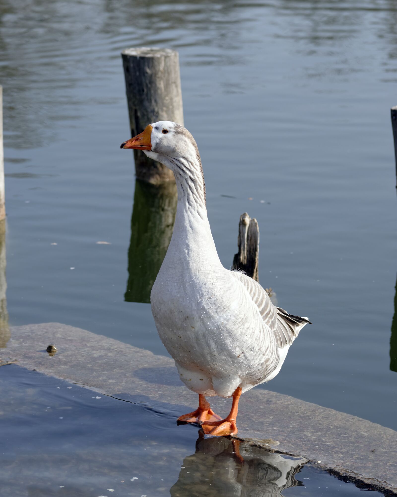 Nikon D5300 sample photo. Bird, goose, white photography