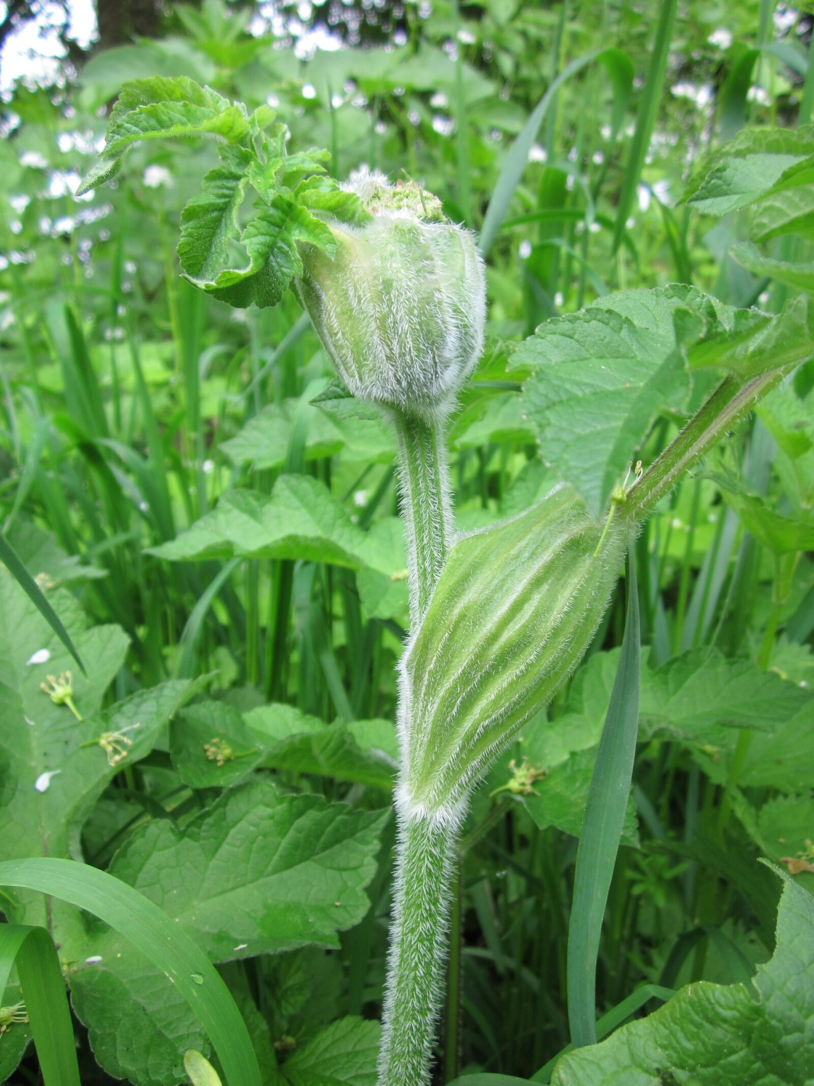 Canon PowerShot A1200 sample photo. Heracleum sphondylium, eltrot, hogweed photography