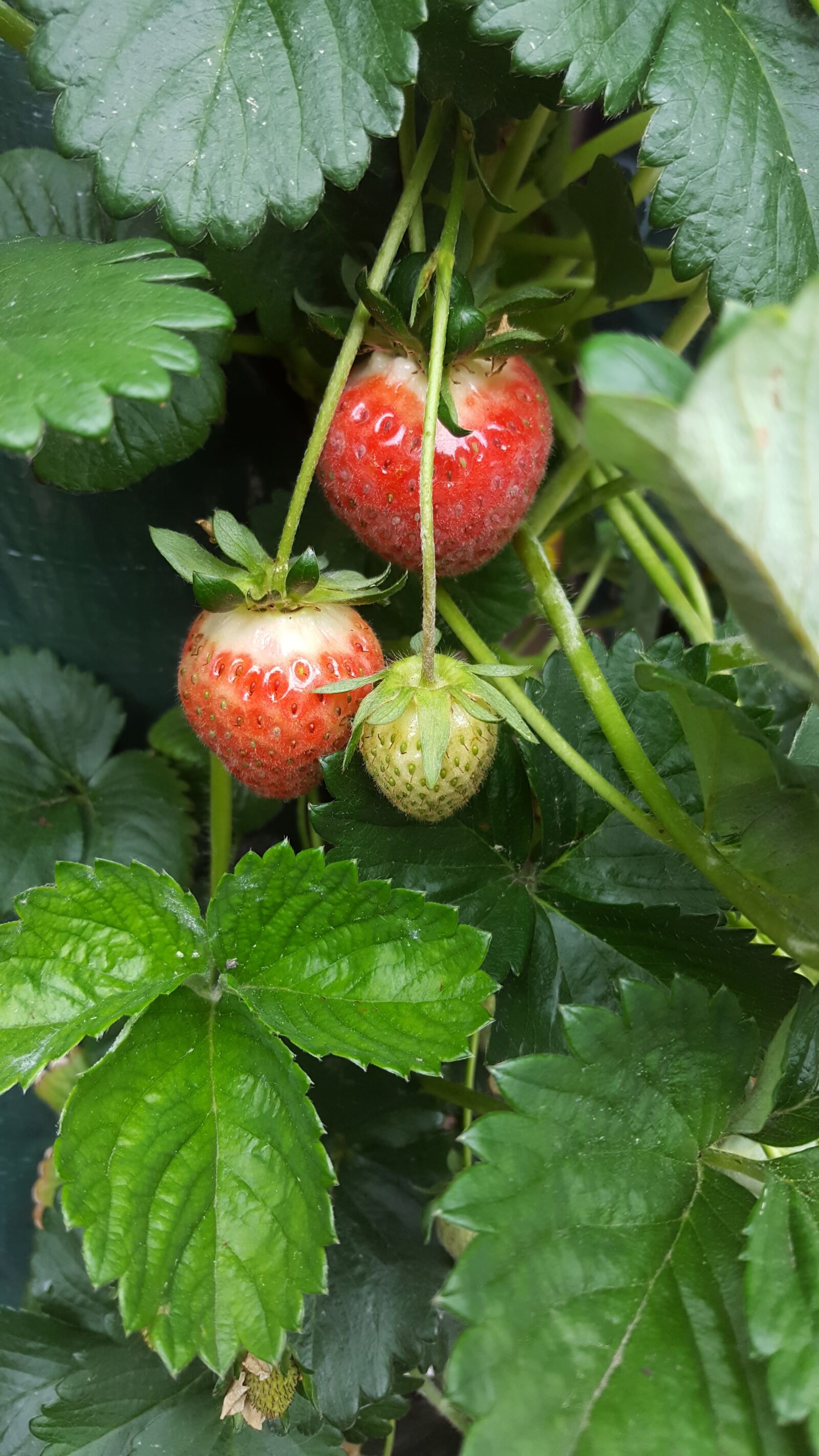 Samsung Galaxy S6 sample photo. Strawberry, hanging plant, plant photography