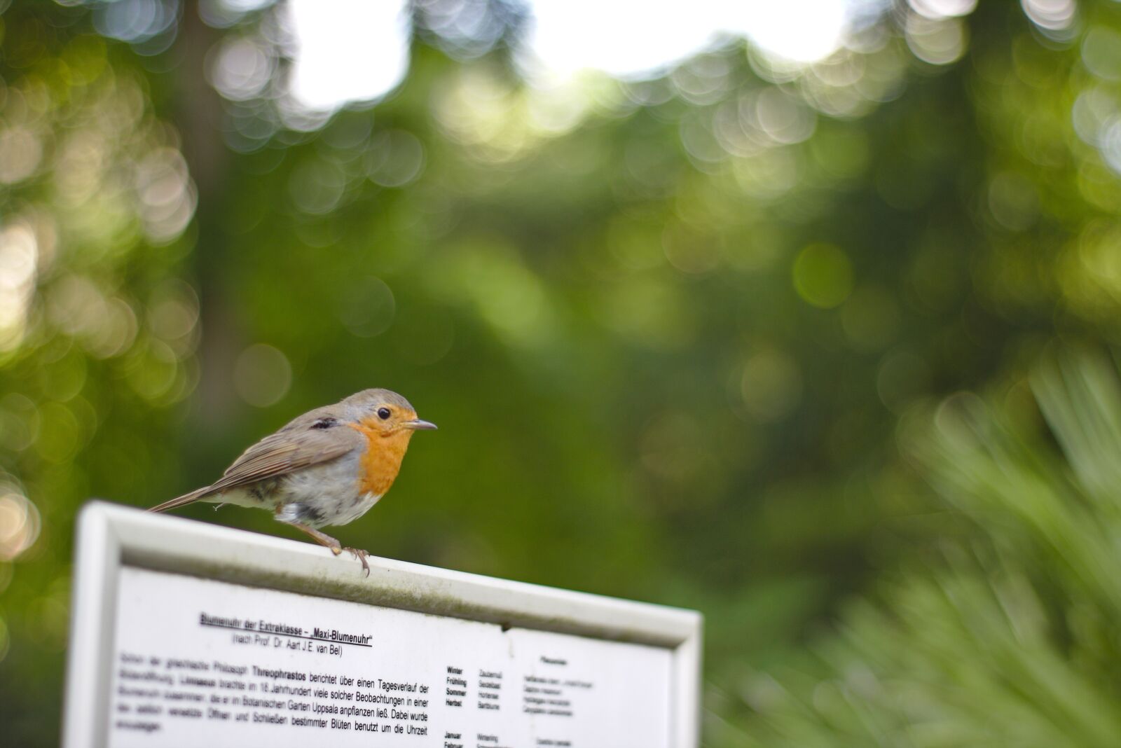 Canon EOS 750D (EOS Rebel T6i / EOS Kiss X8i) sample photo. Red goblets, erithacus rubeculavogel photography