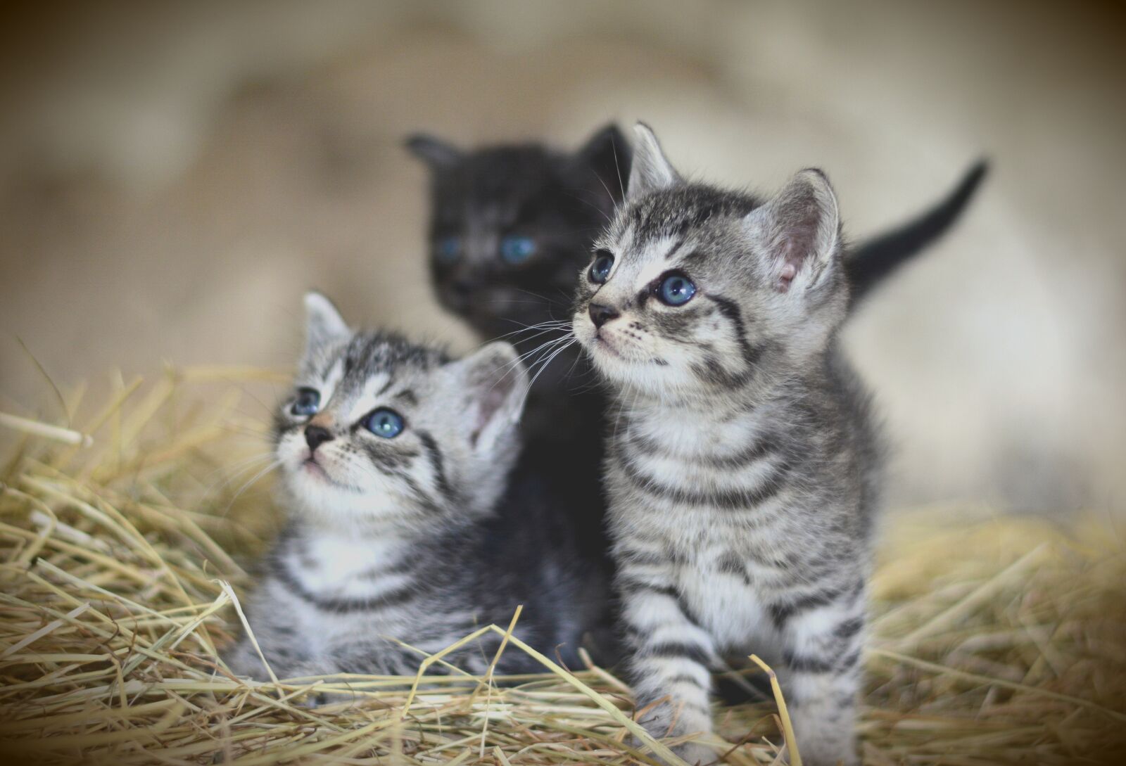 Nikon D5200 sample photo. Cat, young animal, kitten photography