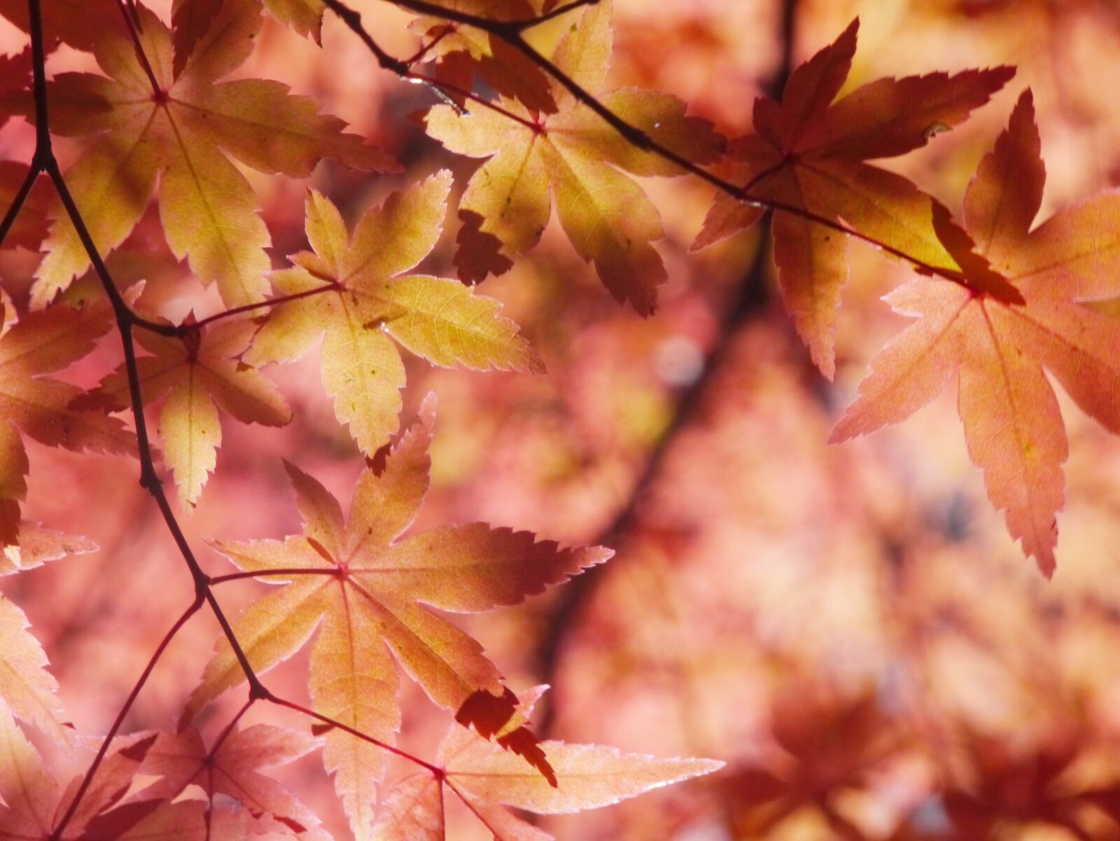 Panasonic Lumix DMC-GX1 sample photo. Autumnal leaves, autumn, aomoriya photography