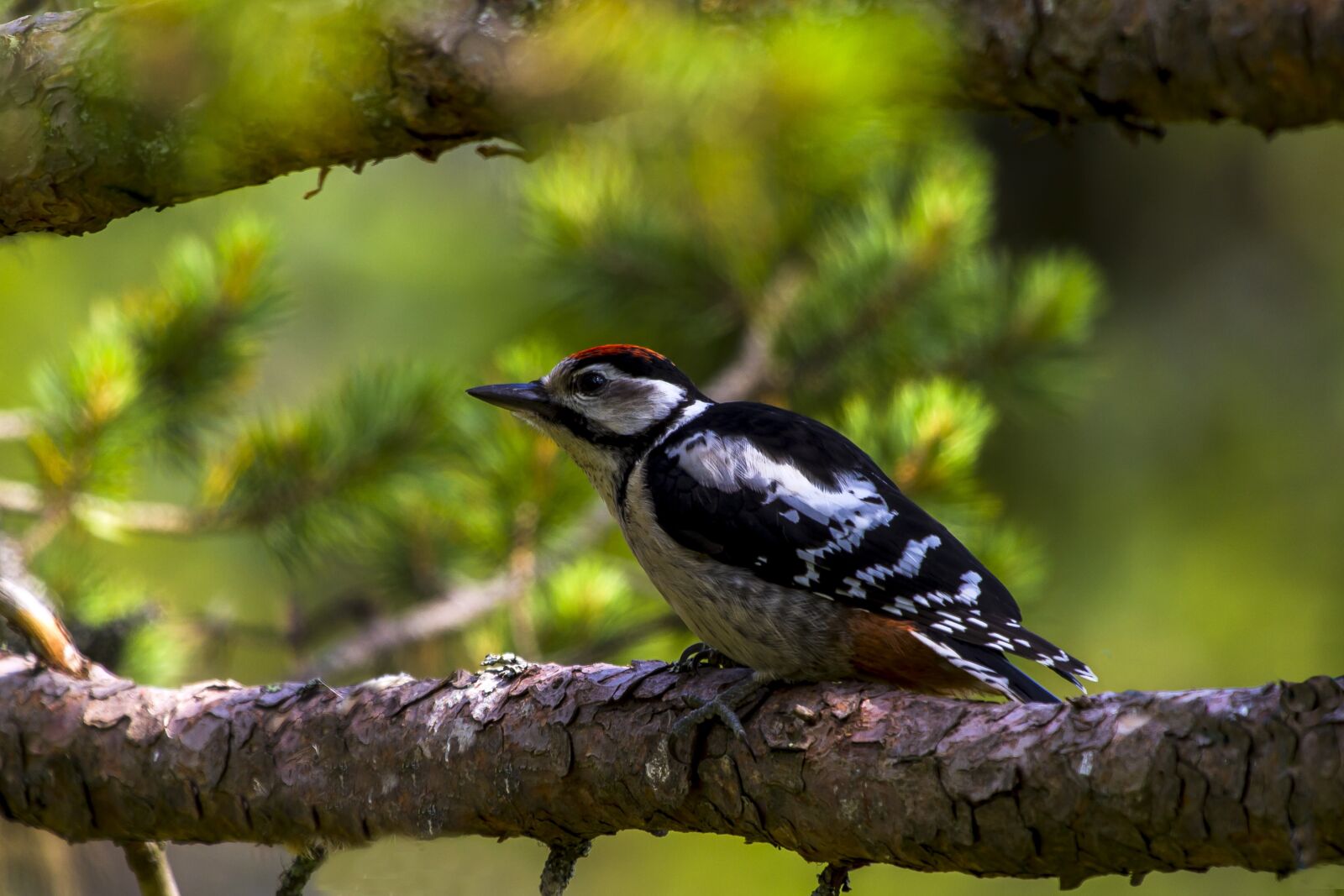 Canon EOS 7D + Canon EF 100-400mm F4.5-5.6L IS USM sample photo. The nature of the photography