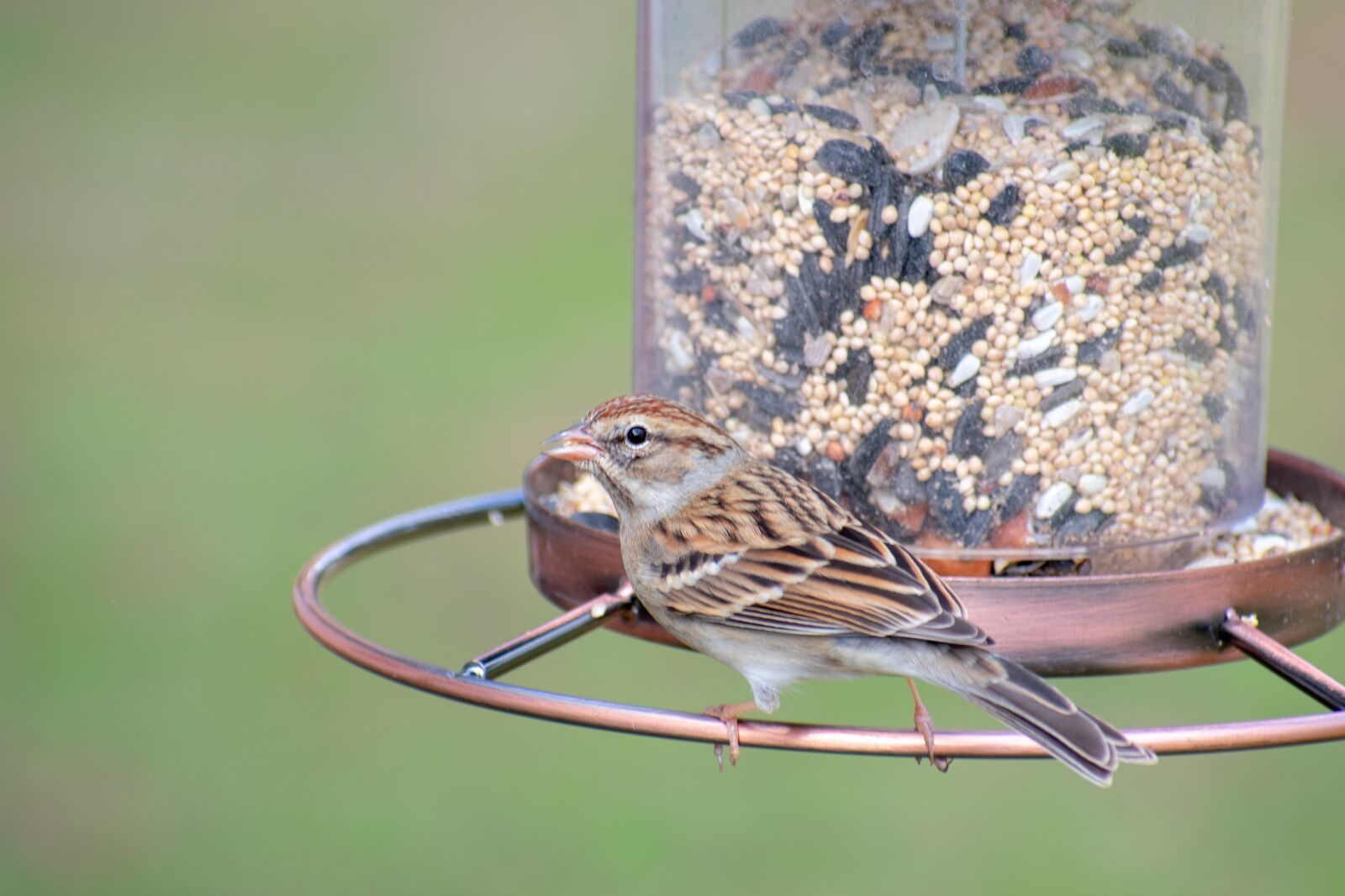 Nikon D3400 sample photo. Bird, nature, wildlife photography