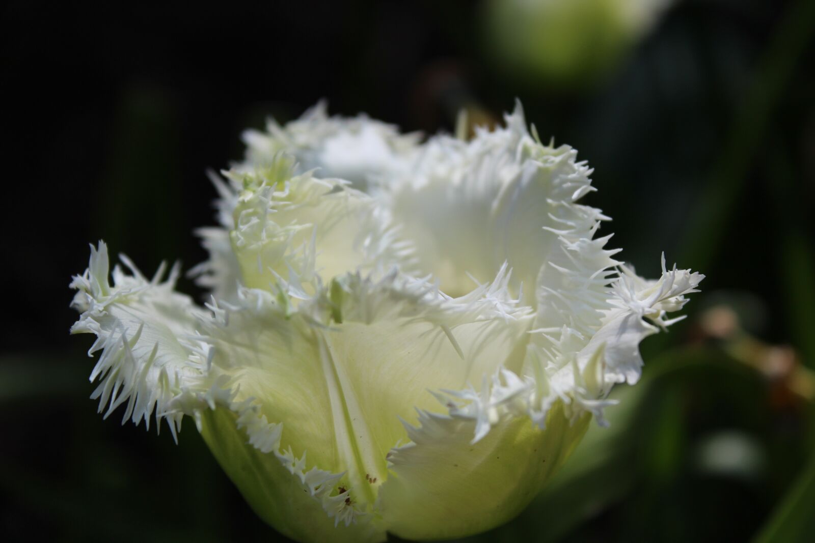 Canon EOS 650D (EOS Rebel T4i / EOS Kiss X6i) sample photo. Flowers, tulips, white photography