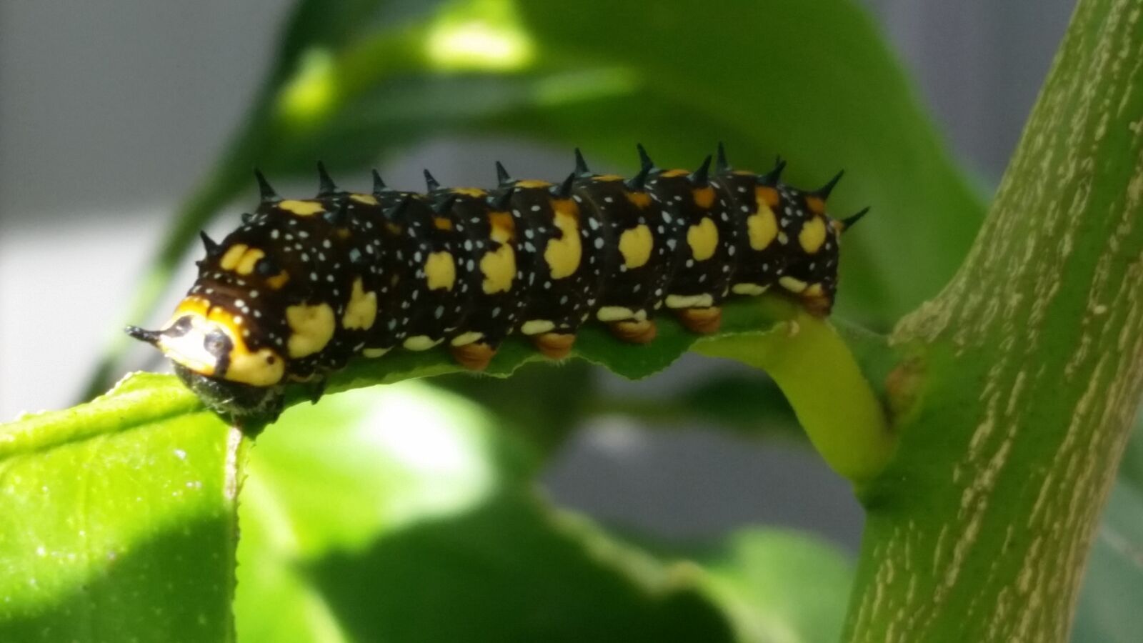Samsung Galaxy S5 sample photo. Black, bug, caterpillar, yellow photography