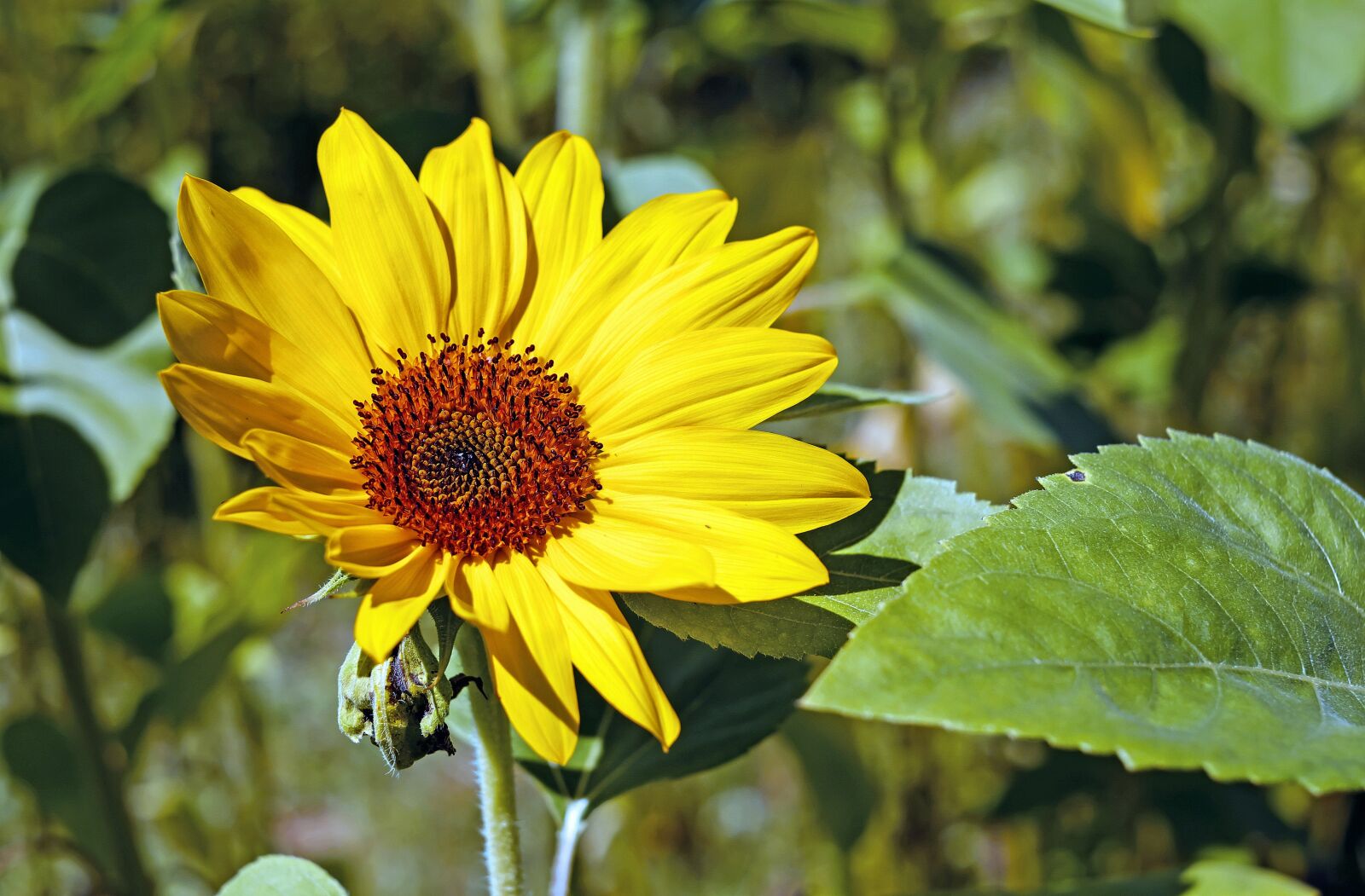 Fujifilm X-T10 + Fujifilm XF 35mm F1.4 R sample photo. Sunflower, flower, blossom photography