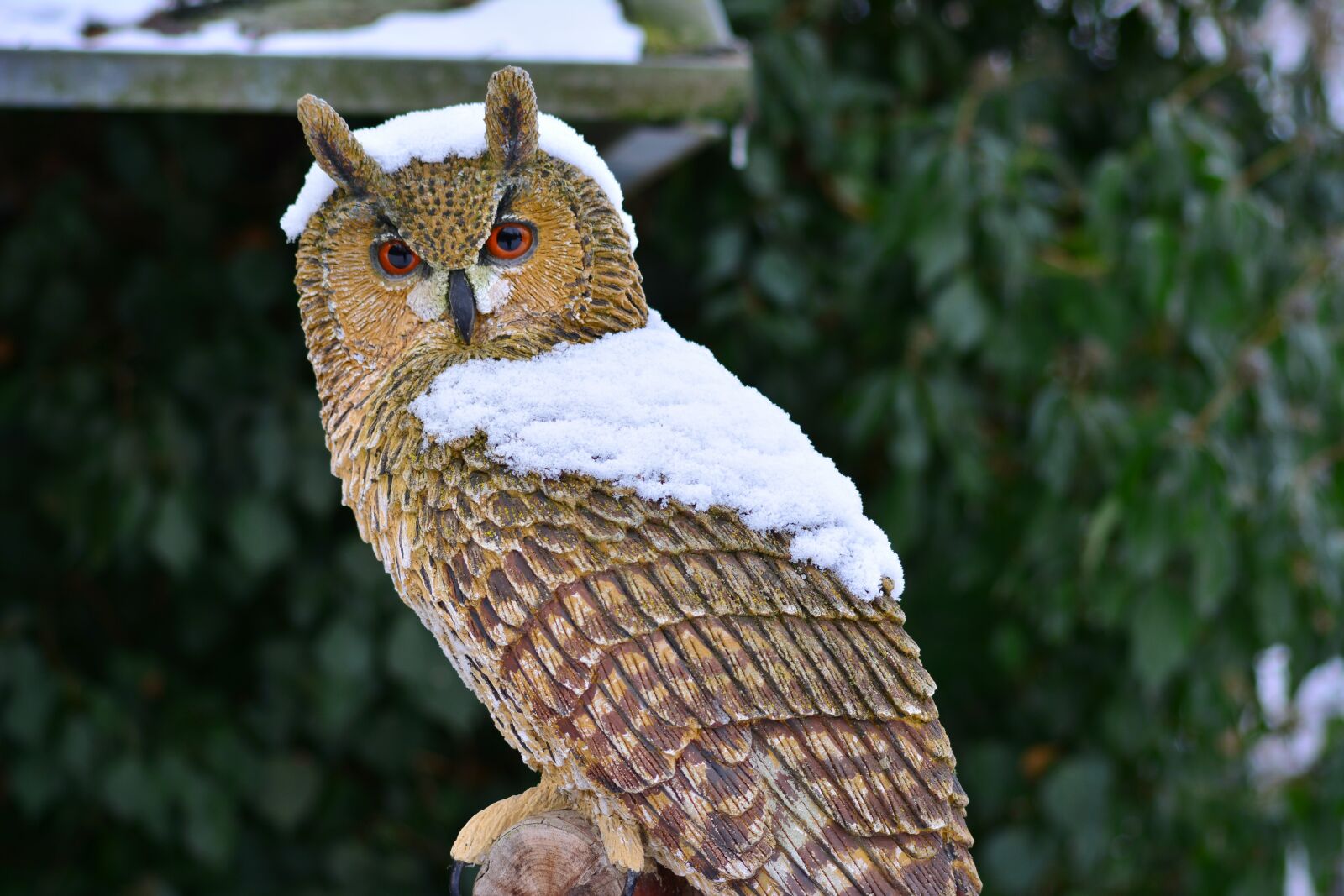 Nikon D5200 sample photo. Owl, bird, bird of photography