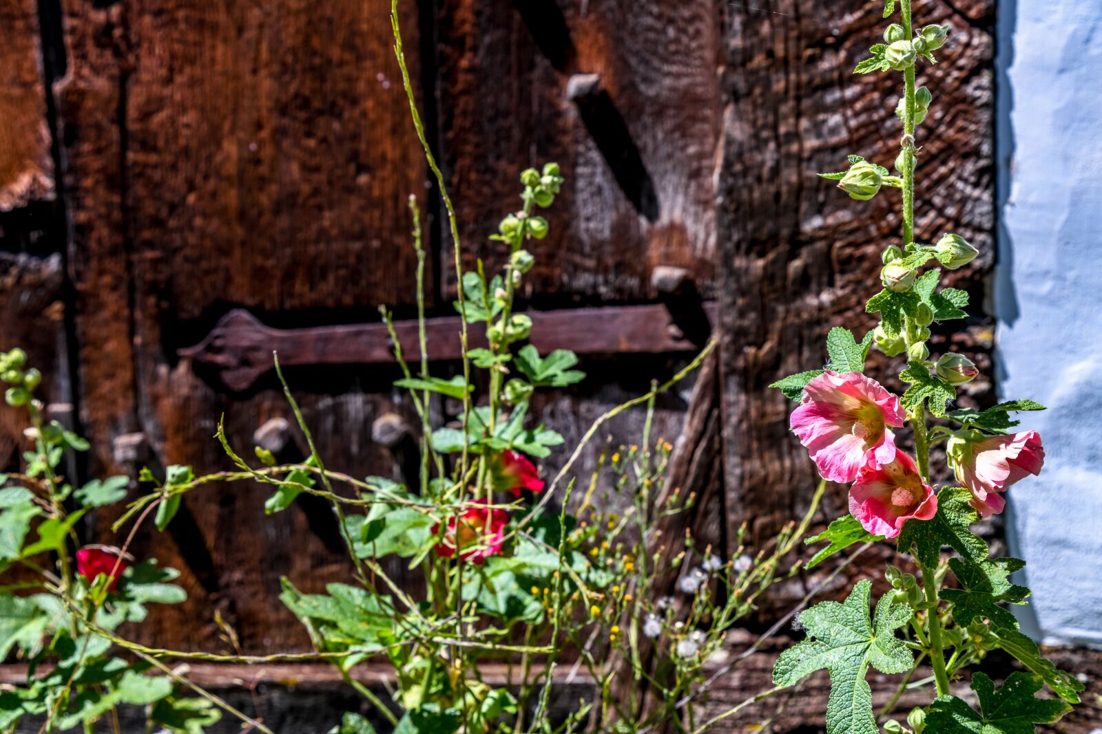 Tamron 28-300mm F3.5-6.3 Di VC PZD sample photo. Stock rose, flower, plant photography