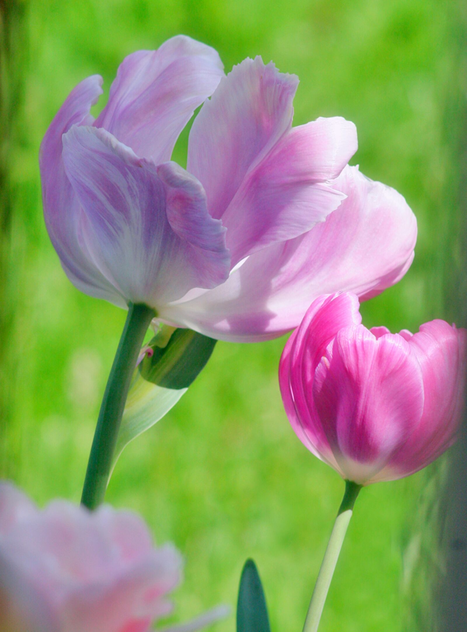 Canon EOS 20D sample photo. Tulips, pink, flowers photography