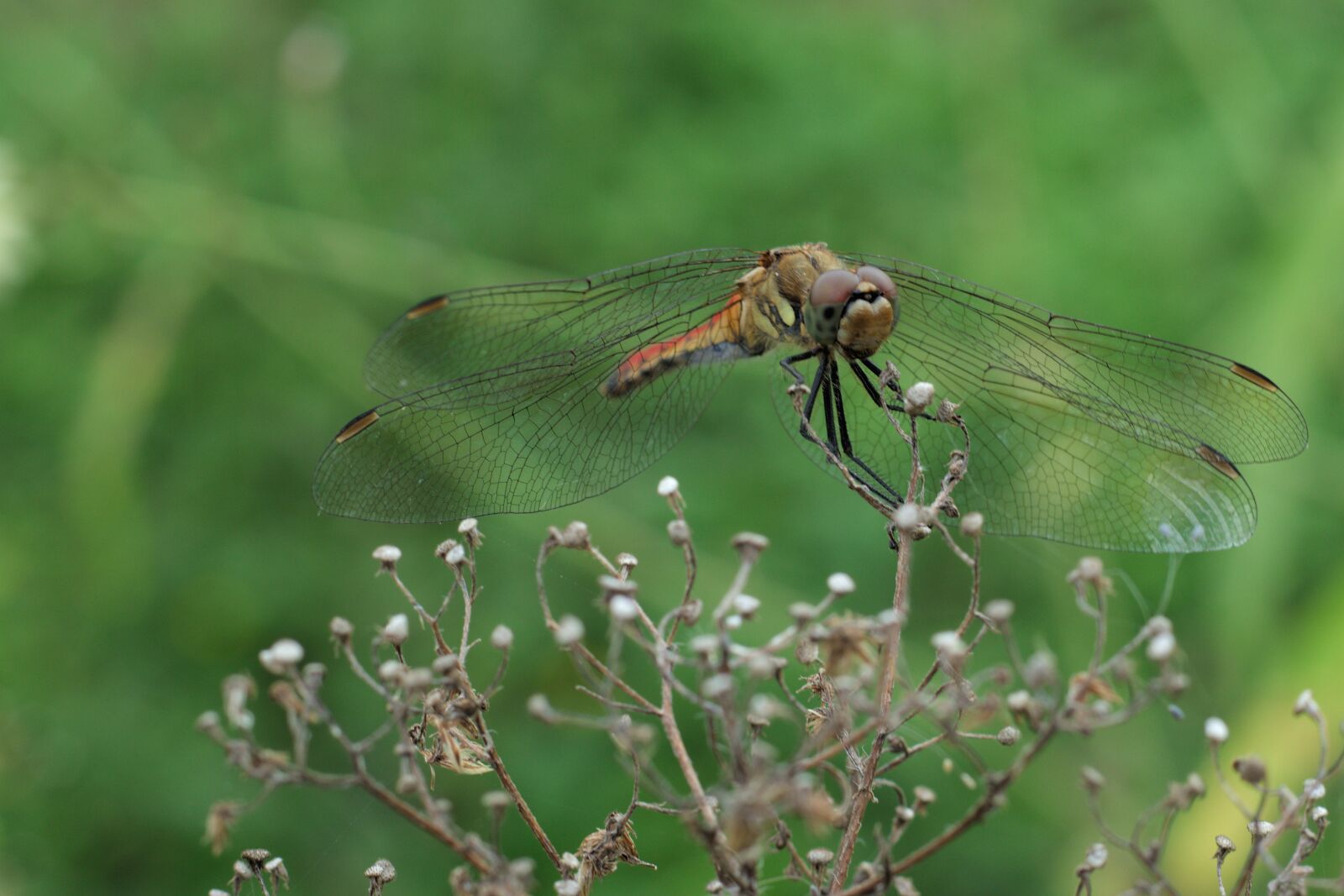 Canon EOS 200D (EOS Rebel SL2 / EOS Kiss X9) + Canon EF 50mm F1.8 STM sample photo. Dragonfly, wings, nature photography