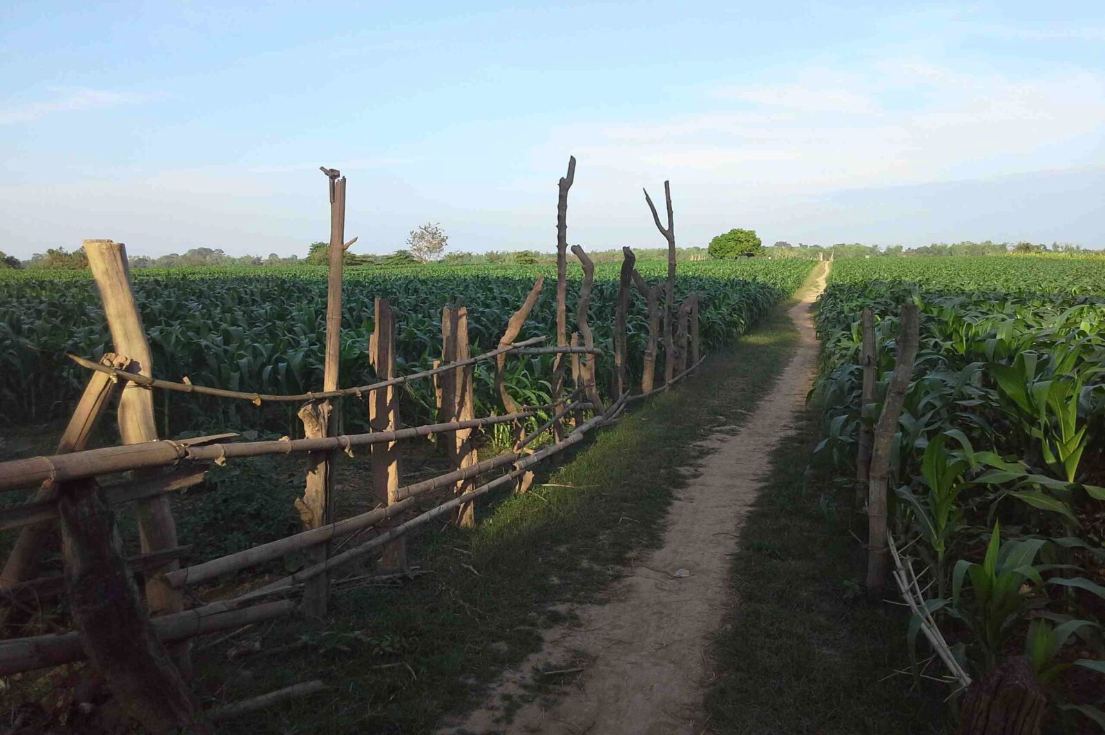 Nikon D3200 sample photo. Field, blue sky, trees photography