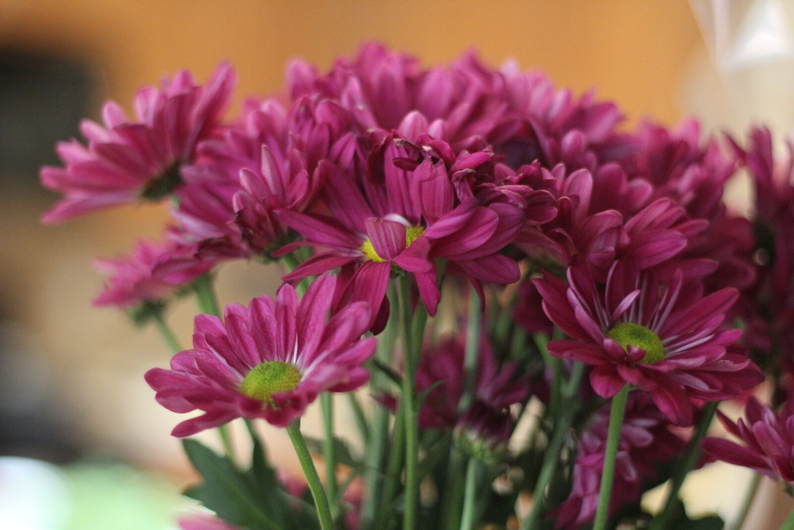 Canon EOS 60D + Canon EF 50mm F1.8 II sample photo. Flowers, purple, purple flower photography