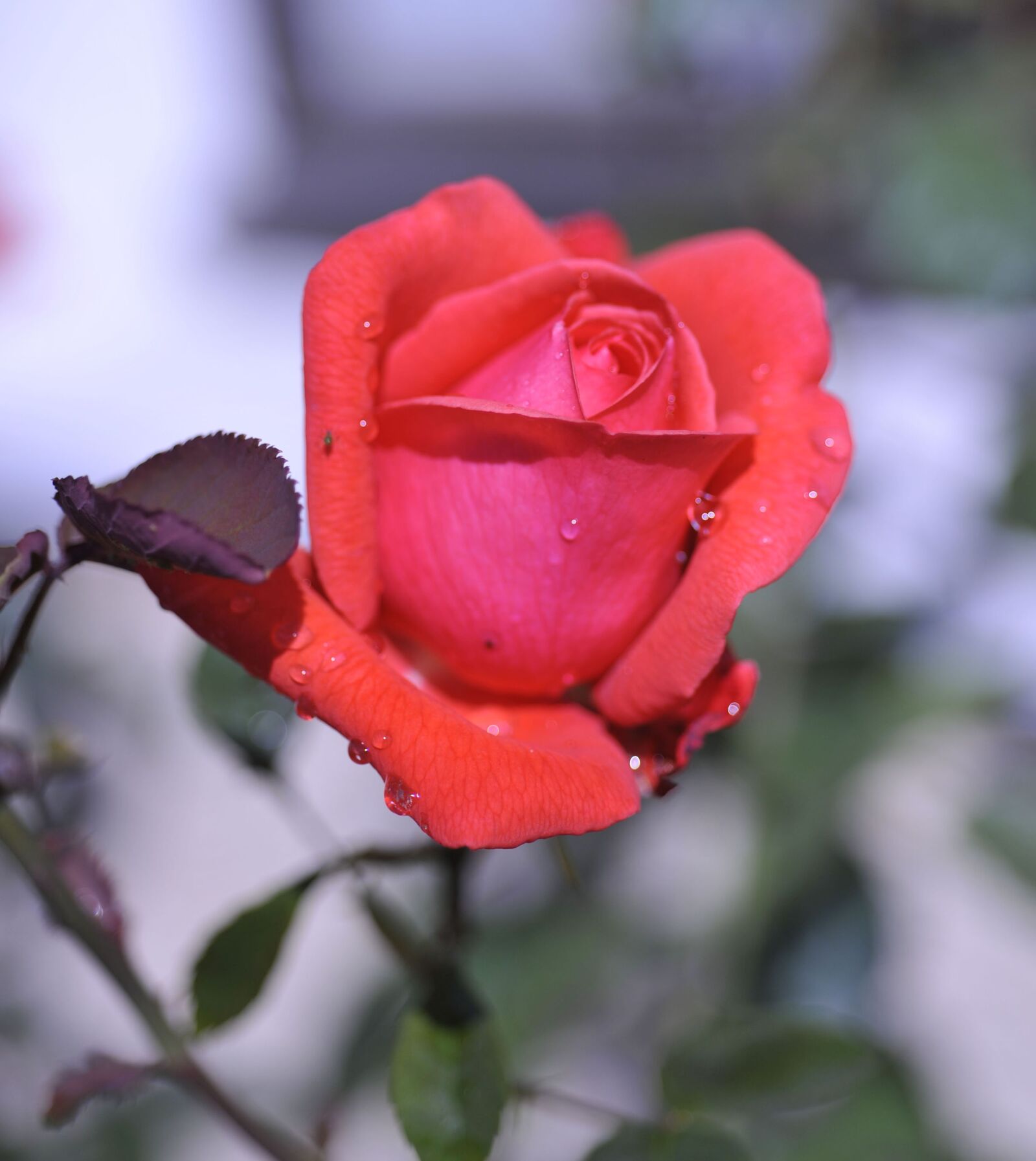 Nikon D700 sample photo. Flower, rosebush, no person photography