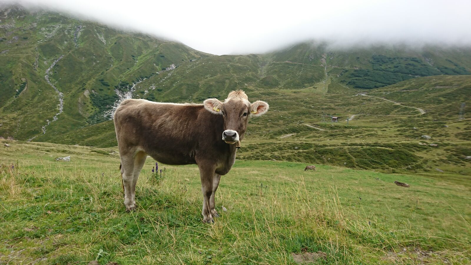Sony Xperia XZ sample photo. Cow, landscape, freilebend photography