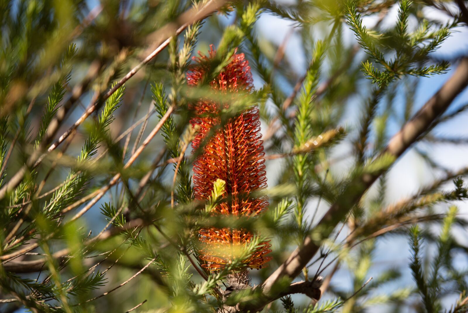 Nikon D750 sample photo. Flower, banksia, heath banksia photography