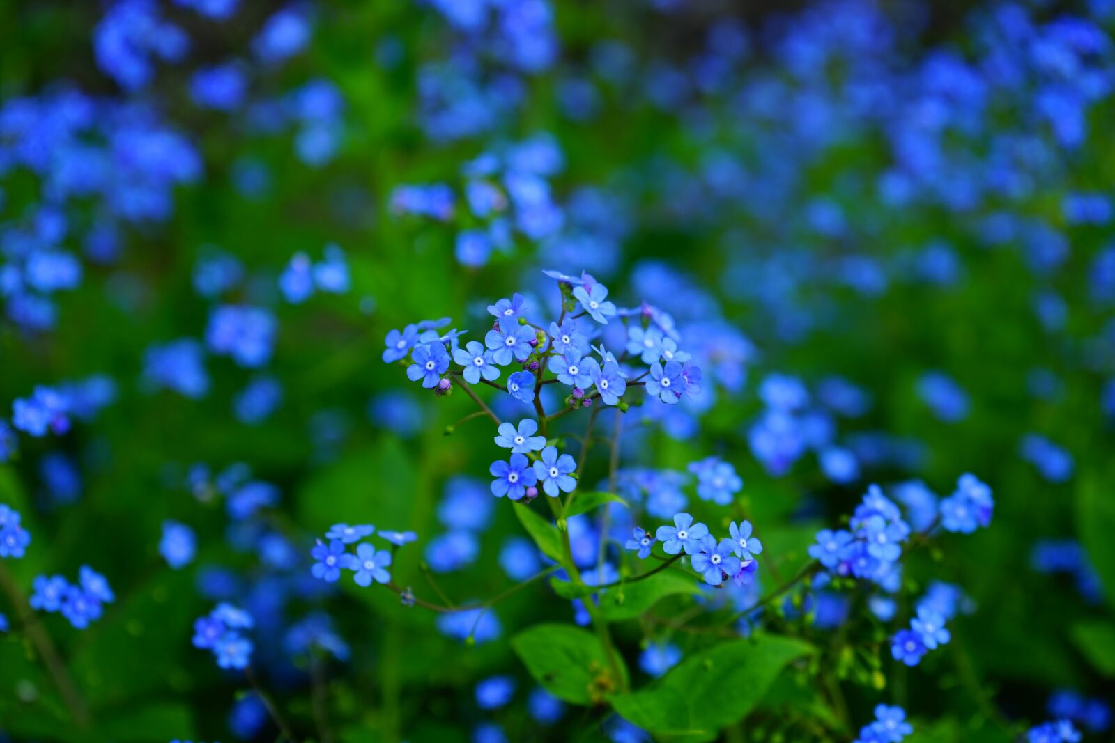Sony a7 sample photo. Forget me not, flower photography