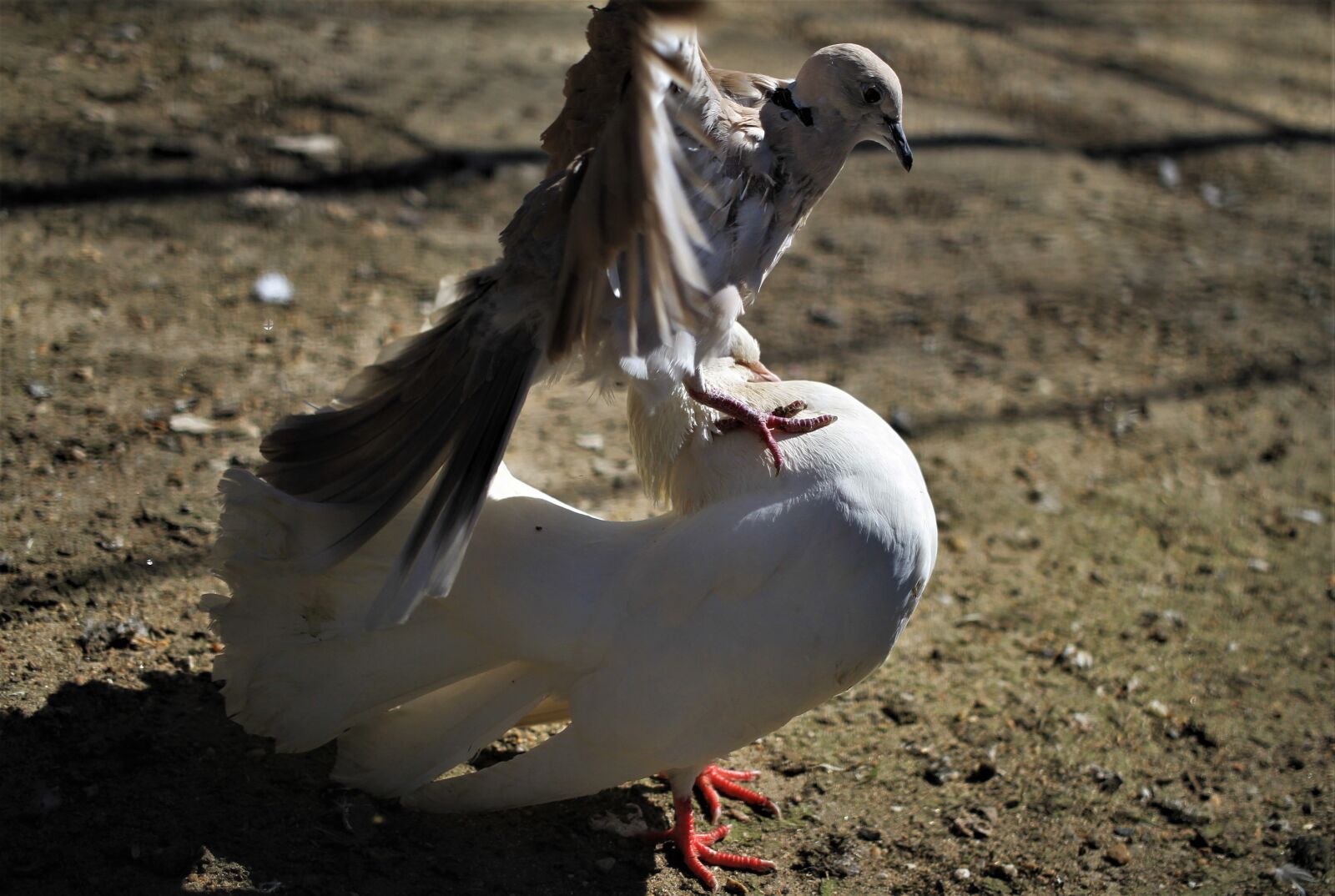 Canon EOS 7D sample photo. Pigeons, love dance, courtship photography
