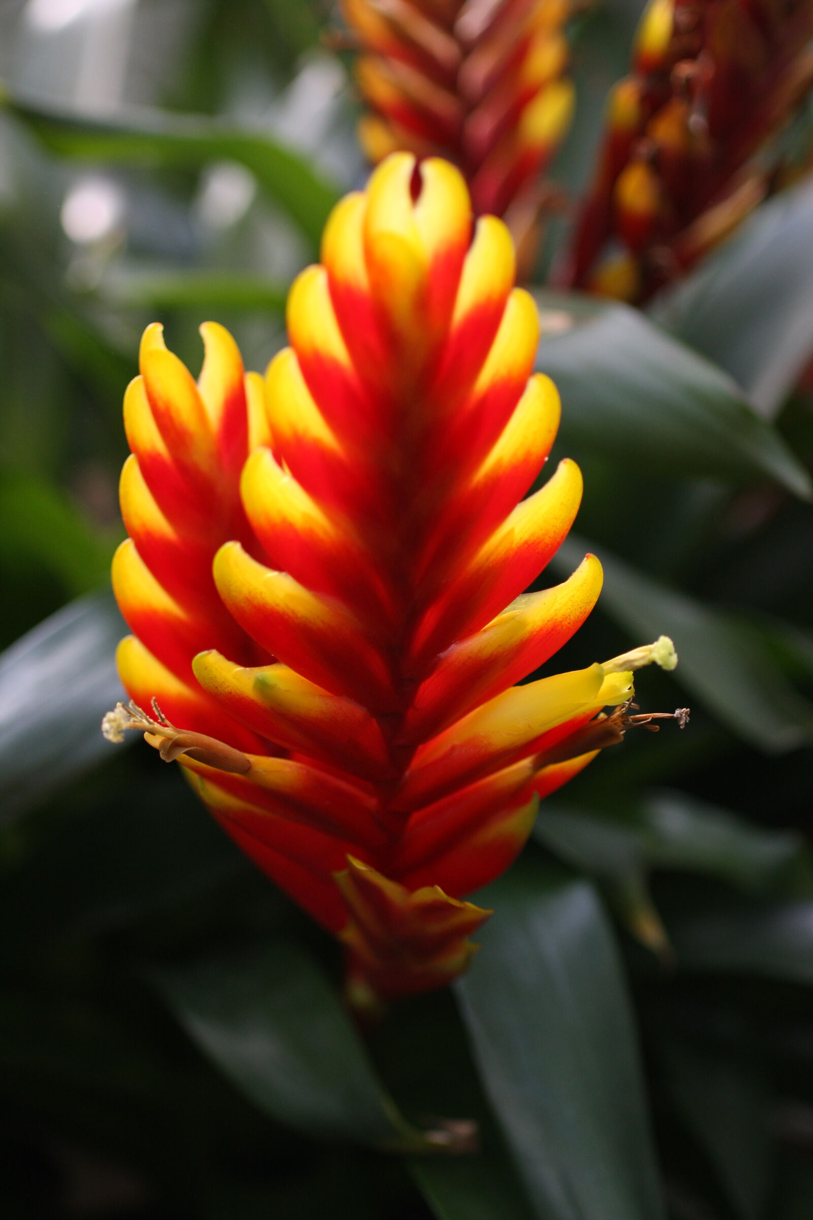 Sigma 50mm f/2.8 EX sample photo