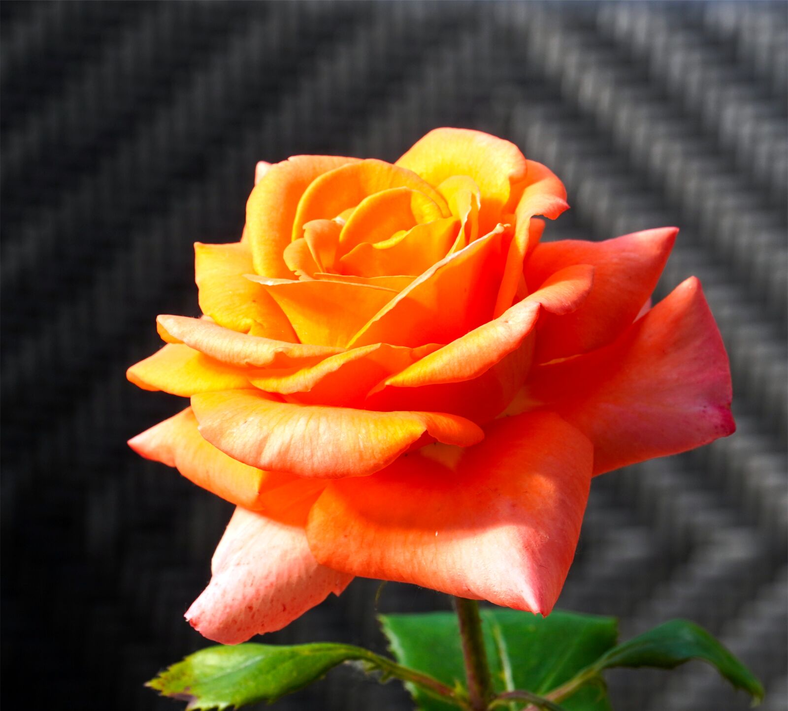 Sony E PZ 18-105mm F4 G OSS sample photo. Rose, blossom, bloom photography