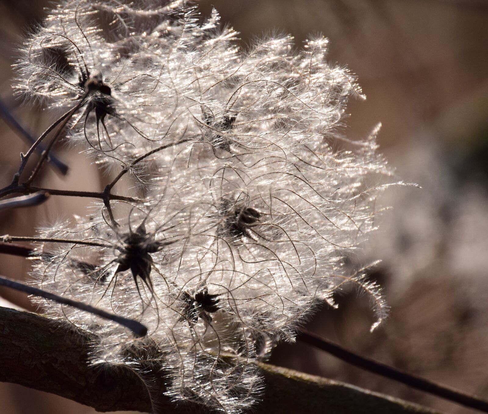 Nikon D3300 sample photo. Seeds, flying seeds, backlighting photography