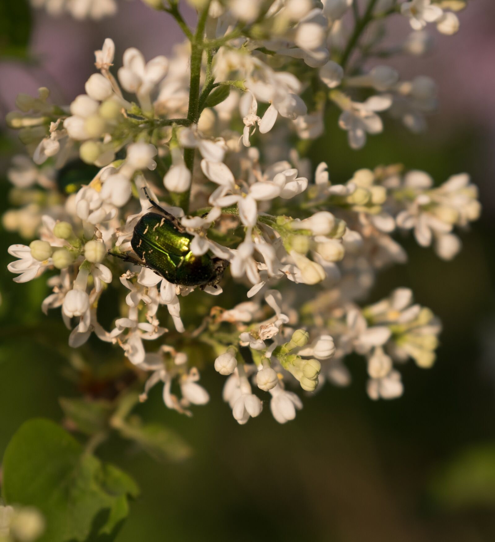 Fujifilm XF 16-55mm F2.8 R LM WR sample photo. Flower, plant, nature photography