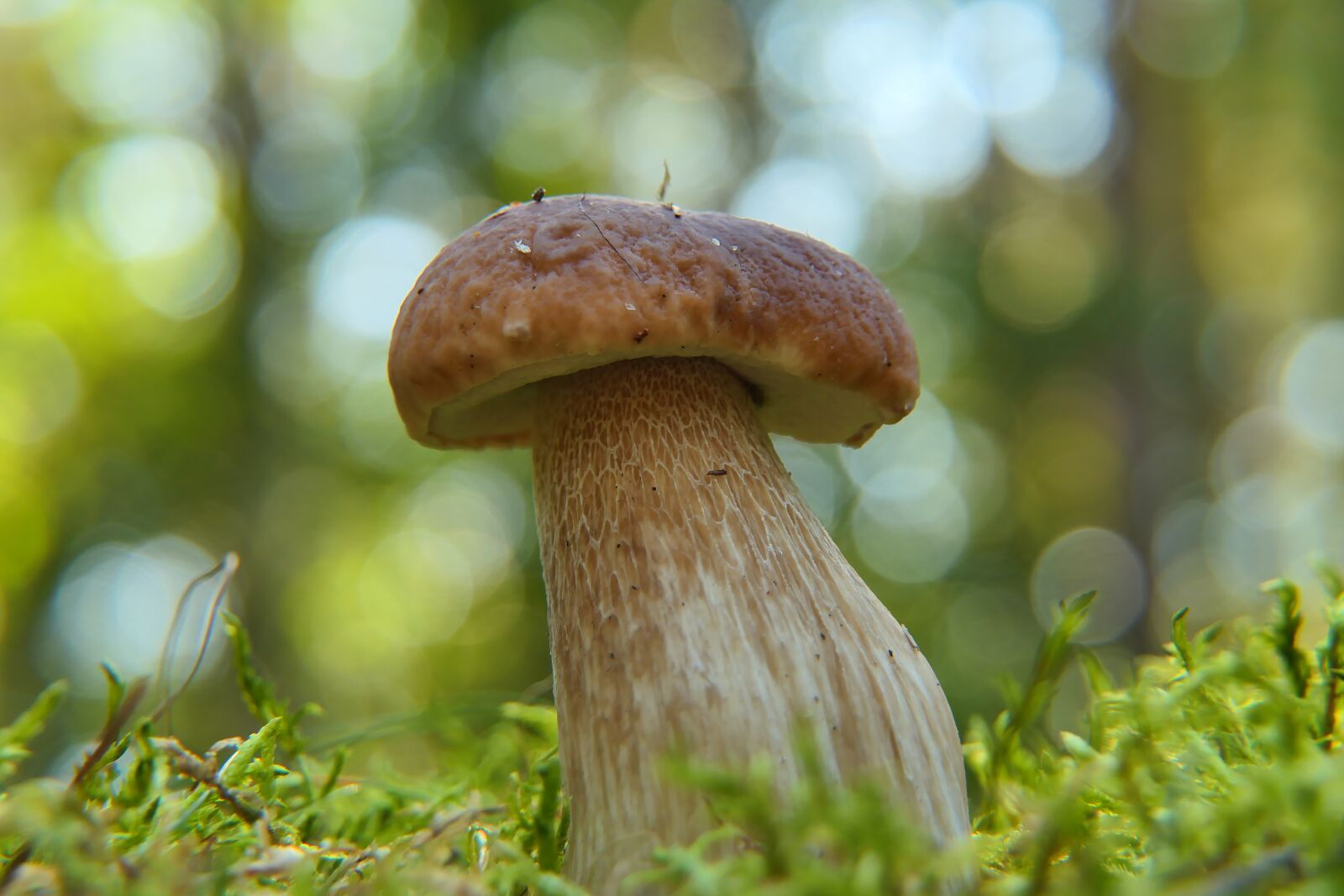 Panasonic Lumix DMC-FZ2500 (Lumix DMC-FZ2000) sample photo. Boletus edulis, mushroom, edible photography
