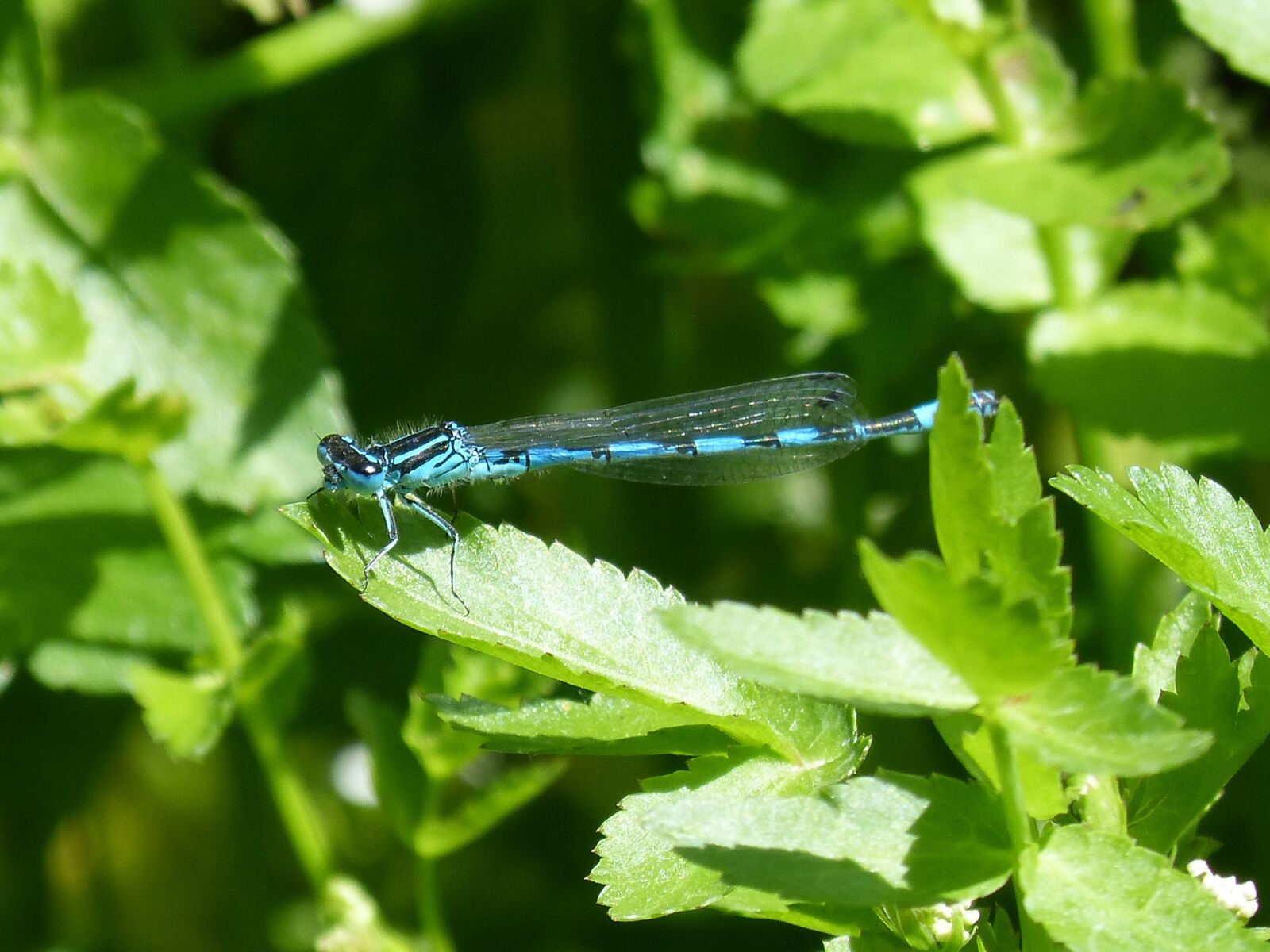 Panasonic DMC-FZ62 sample photo. Dragonfly, blue dragonfly, flying photography