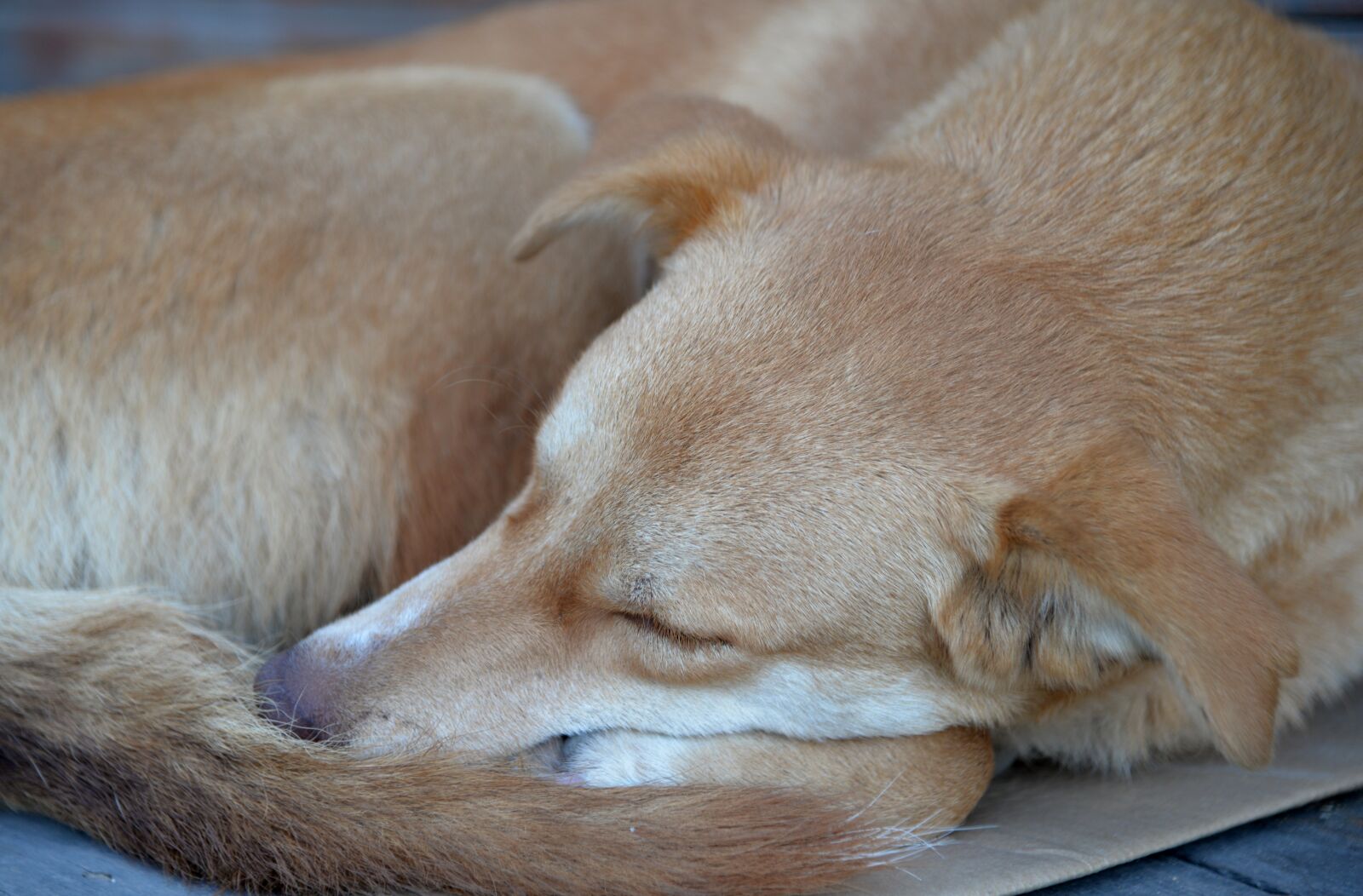 Nikon D610 sample photo. Dog, sleep, fur photography