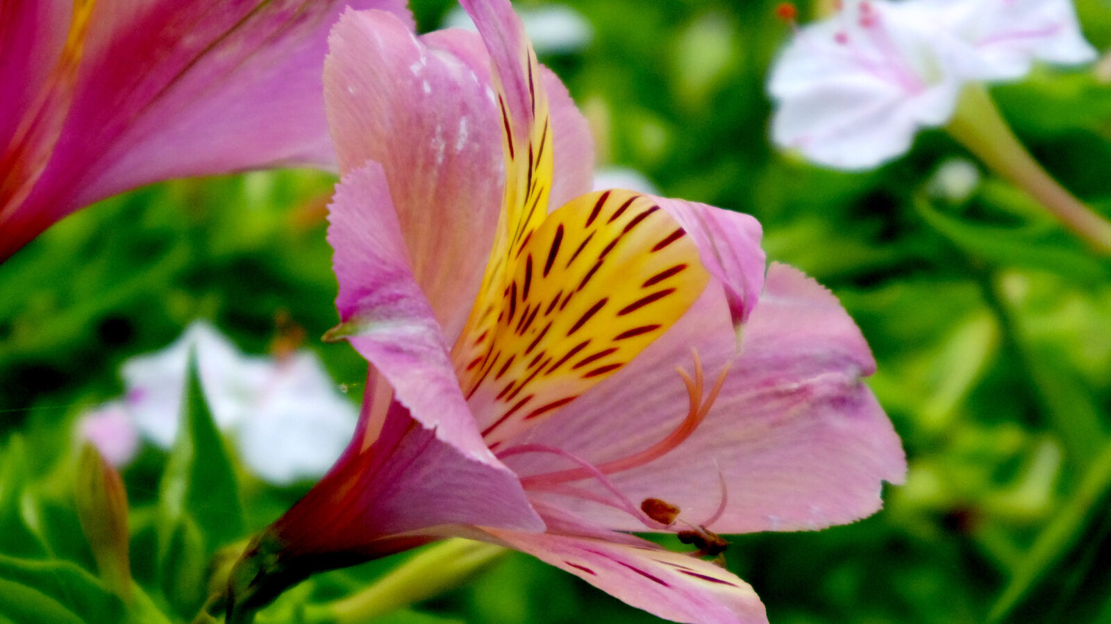 Pentax Q10 sample photo. Flower photography