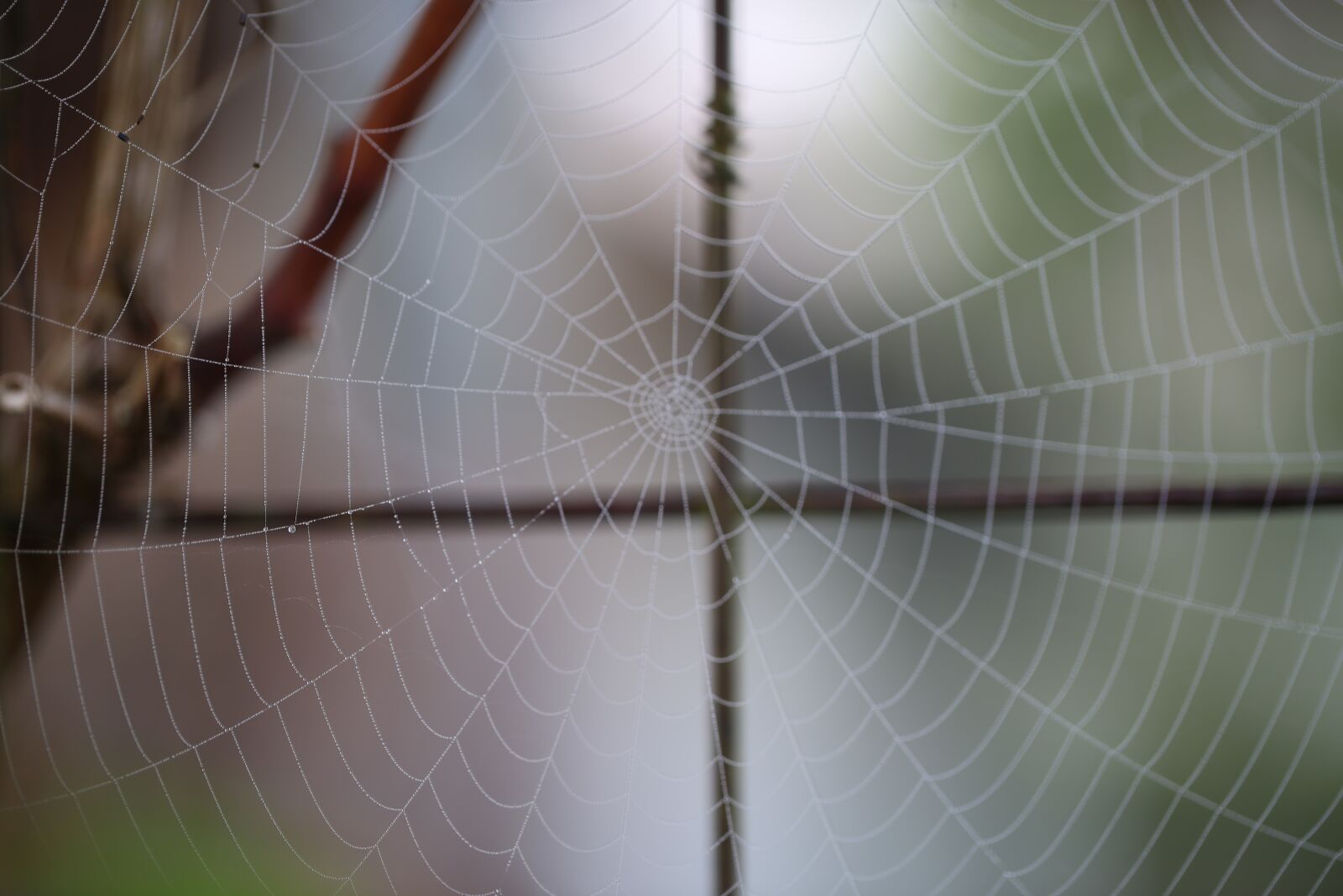 Canon EF 100mm F2.8L Macro IS USM sample photo. Cobweb, spider webs, nature photography
