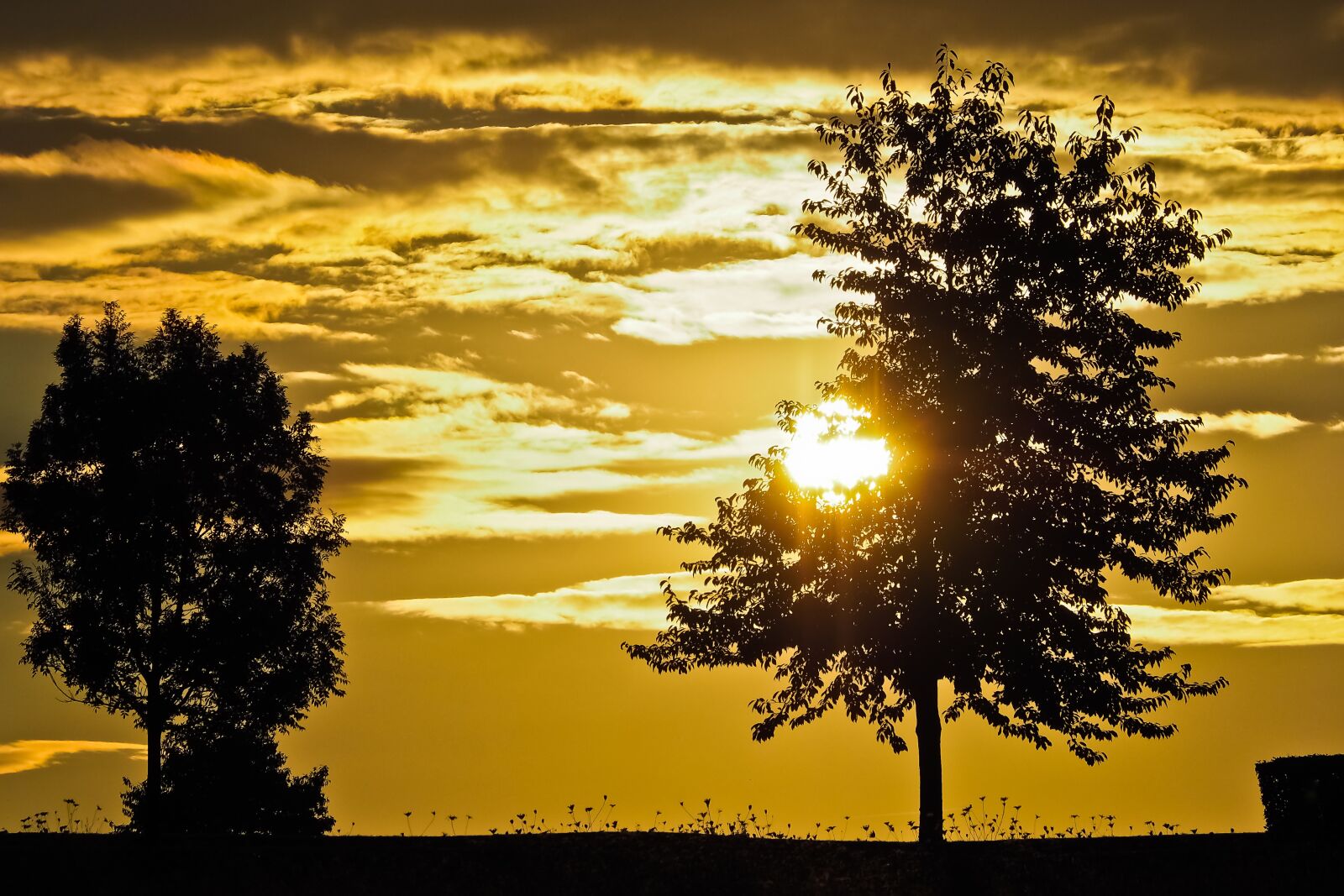 Olympus OM-D E-M10 sample photo. Sunset, trees, landscape photography