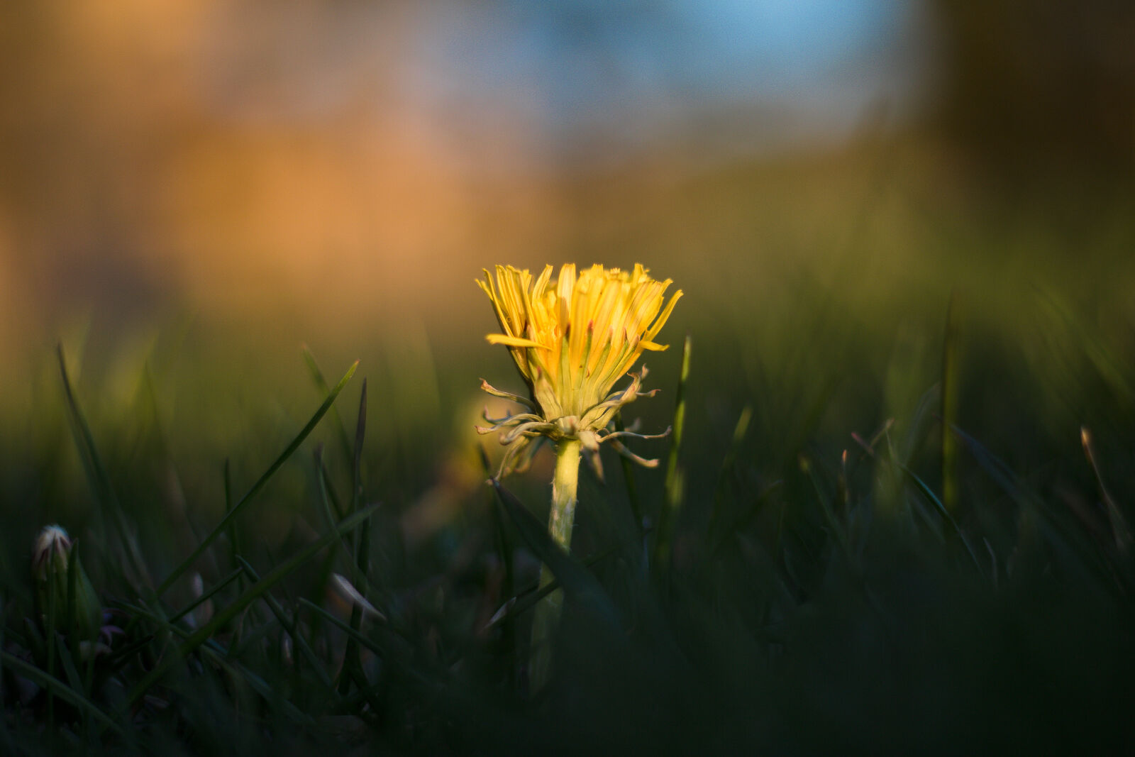 Canon EF 50mm F1.8 STM sample photo. Flower, golden, hour, grass photography
