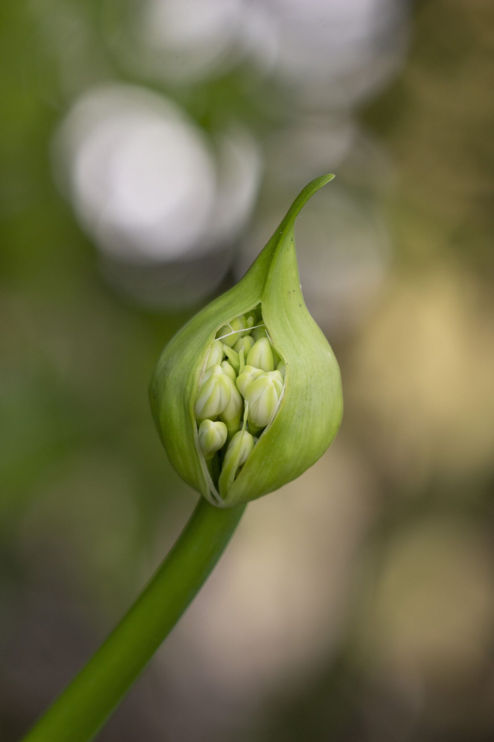Canon EF 70-300 F4-5.6 IS II USM sample photo. Pod, flower, agapanthus photography
