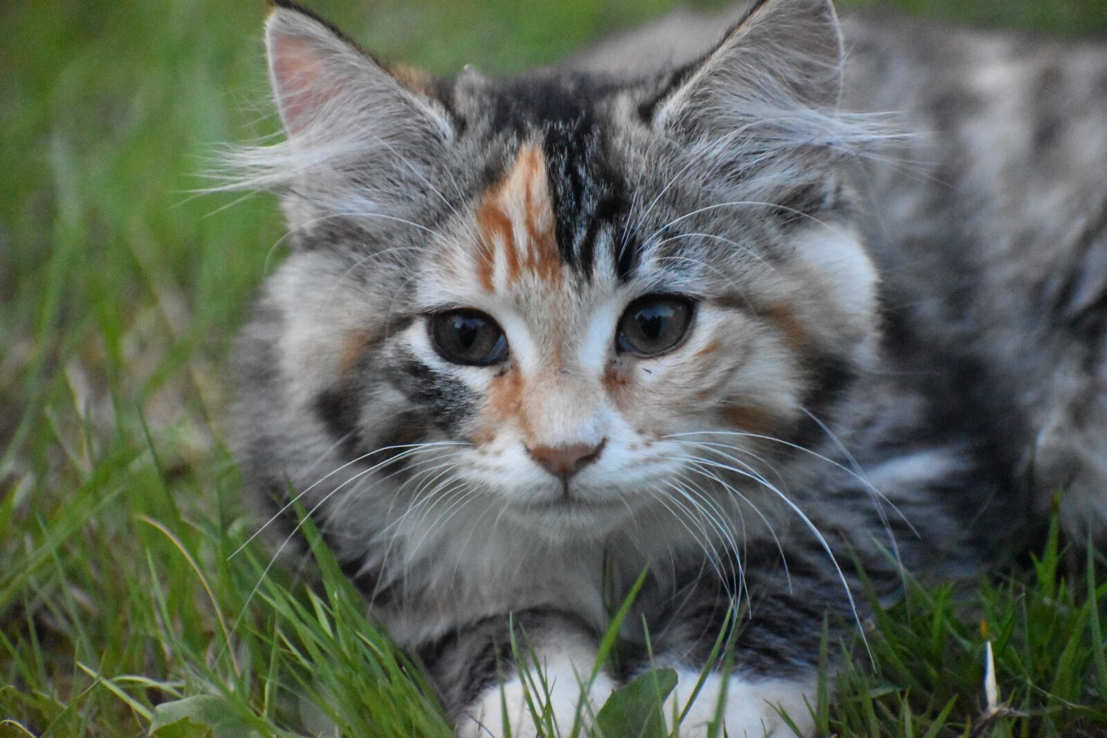 Nikon D3500 sample photo. Cat, kitten, pet photography