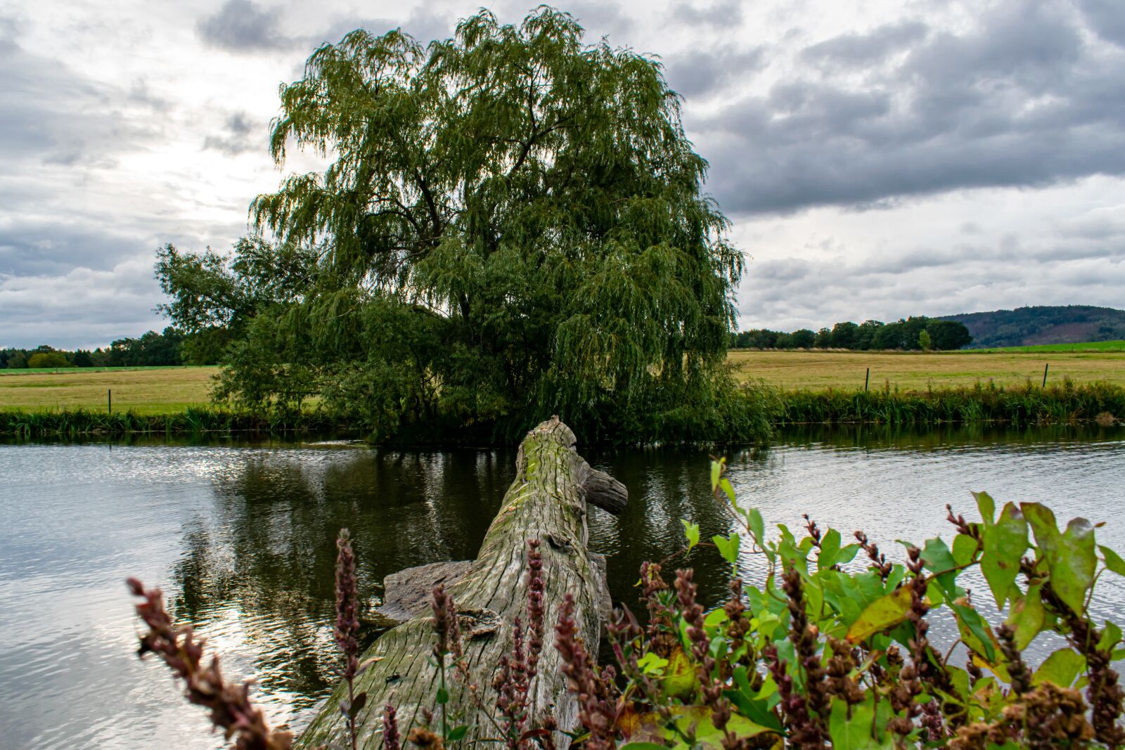 Nikon D5300 sample photo. Weeping willow, tribe, lake photography