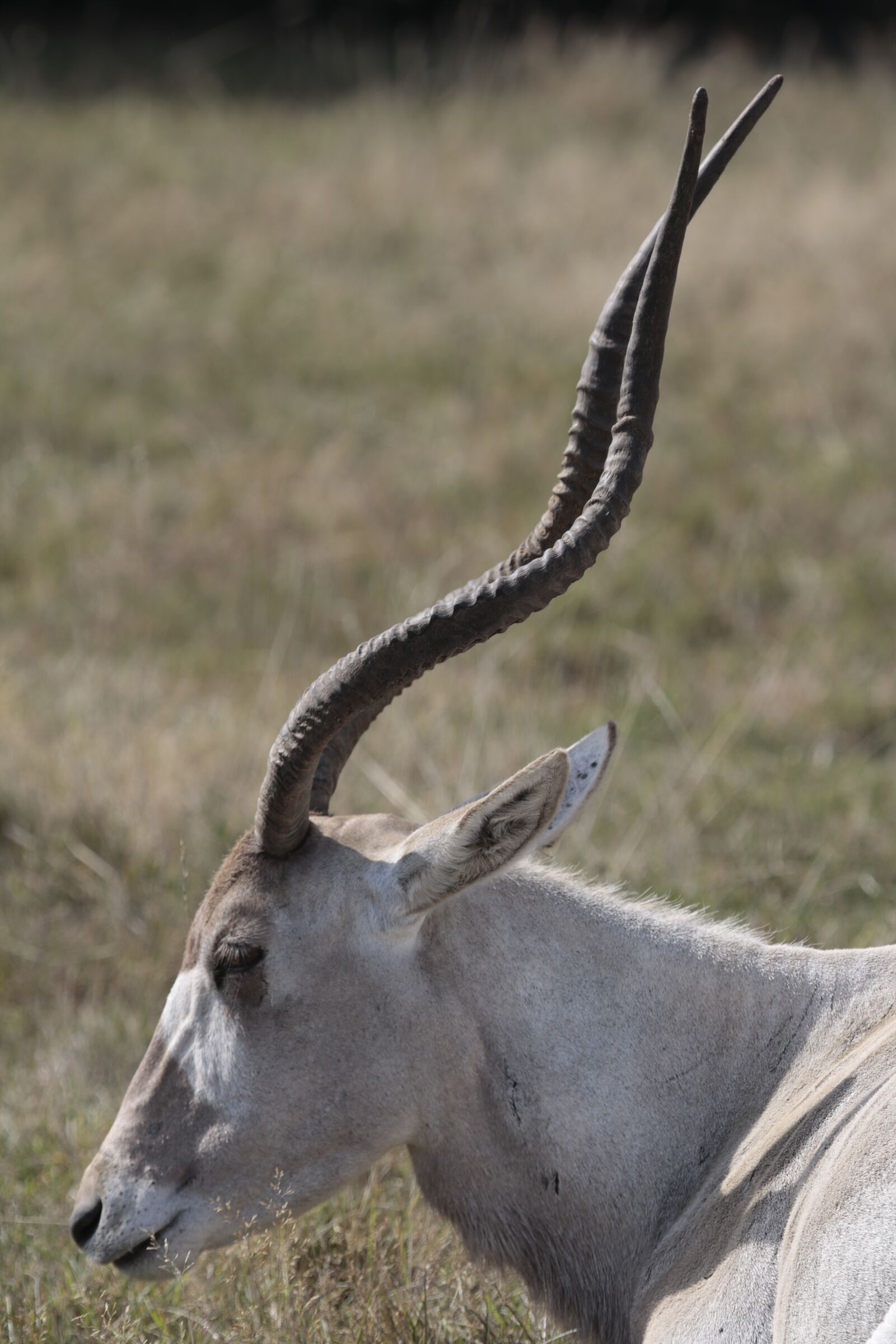 Canon EOS 750D (EOS Rebel T6i / EOS Kiss X8i) + Canon EF 100-400mm F4.5-5.6L IS USM sample photo. Animal africa, horn, oryx photography