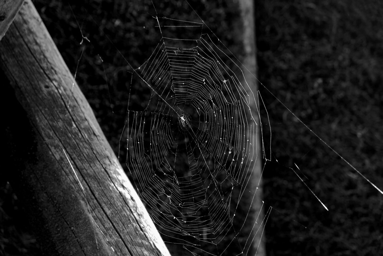 Fujifilm X-E1 sample photo. Cobweb, spin, close up photography