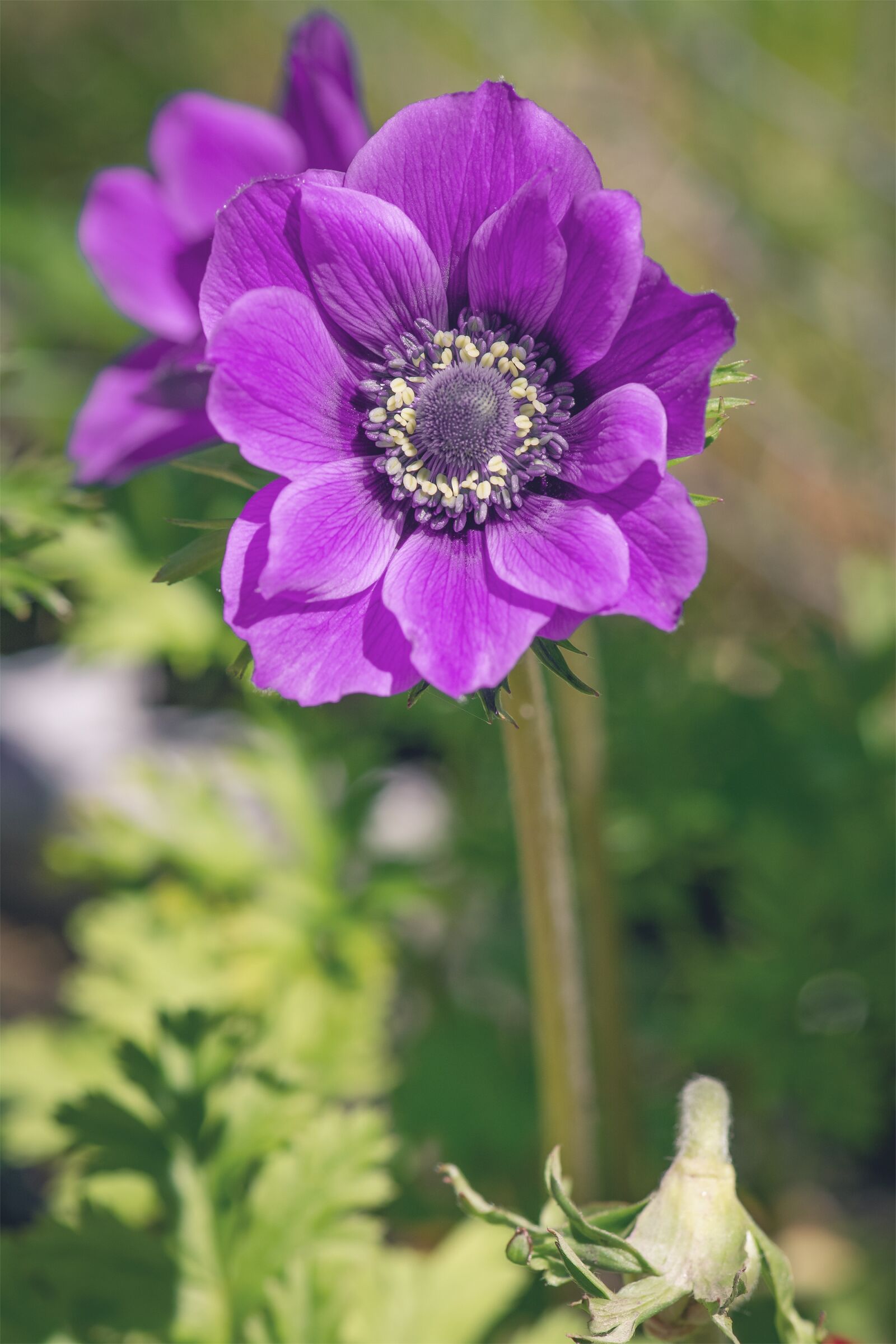 Nikon D7100 sample photo. Anemone, crown anemone, flower photography