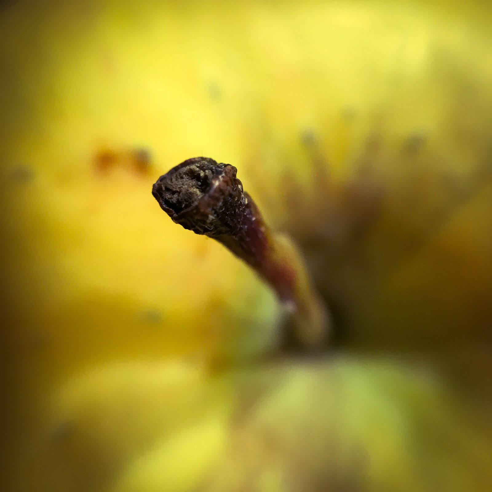 Apple iPhone 7 sample photo. Apple, petiole, fruit photography