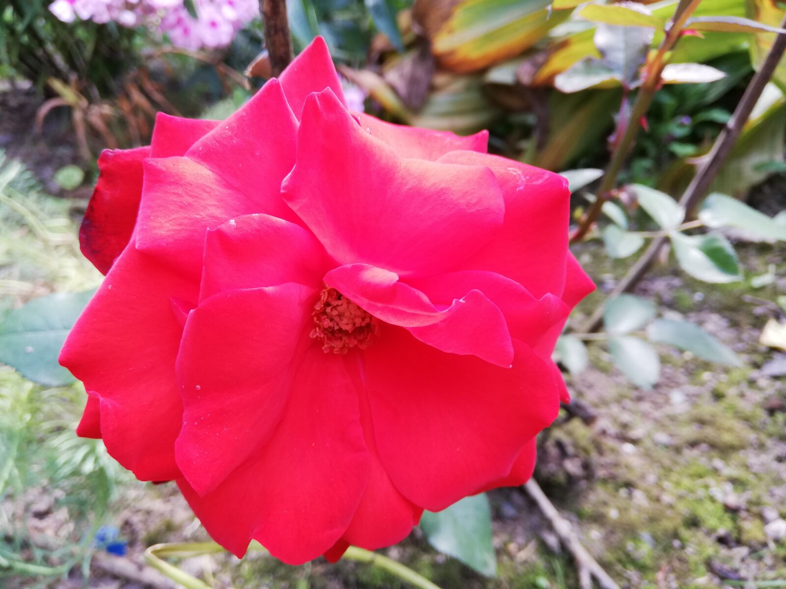 HUAWEI ANE-LX1 sample photo. Rose, red, summer photography